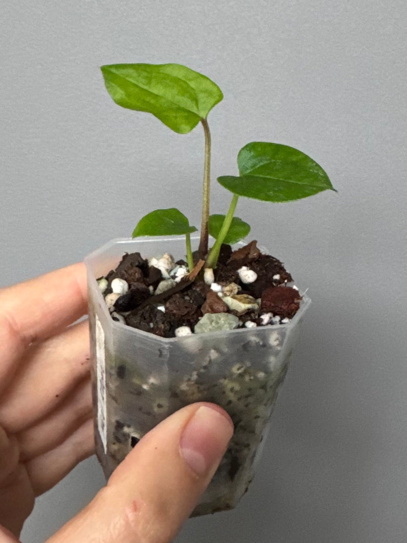 Midnight Velvet 'Deep Ruby' clone