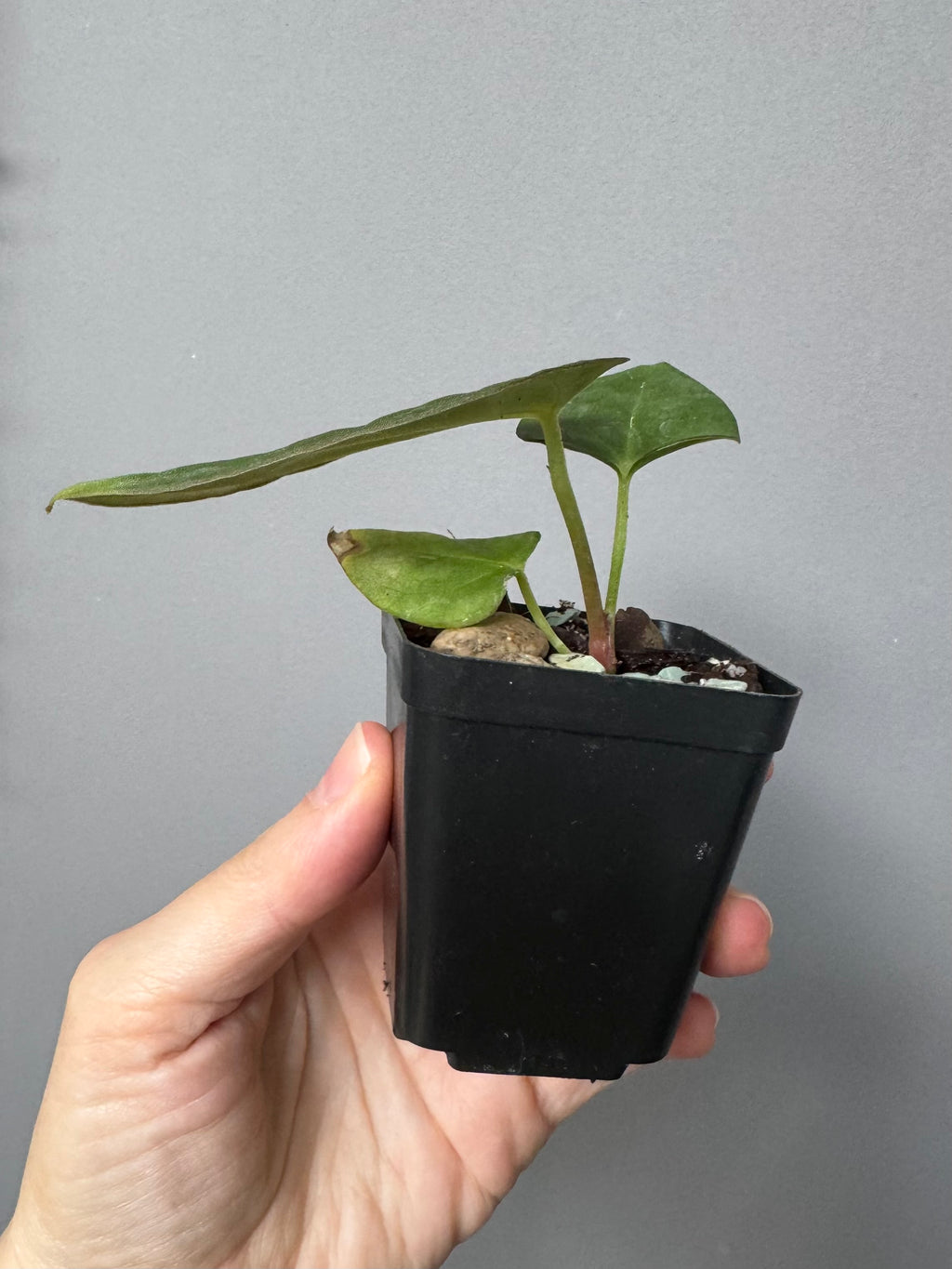 Anthurium ((RG Dressleri x Carlablackiae)xBVEP) X Carlablackiae C1