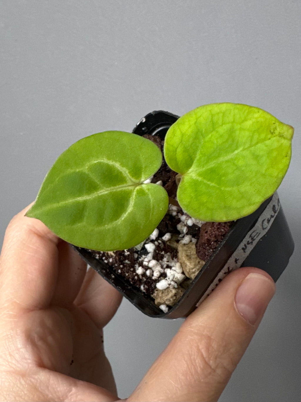 Anthurium (Complex KOS/HU hybrid) x NSE Carlablackiae (by nordicplantdiary)