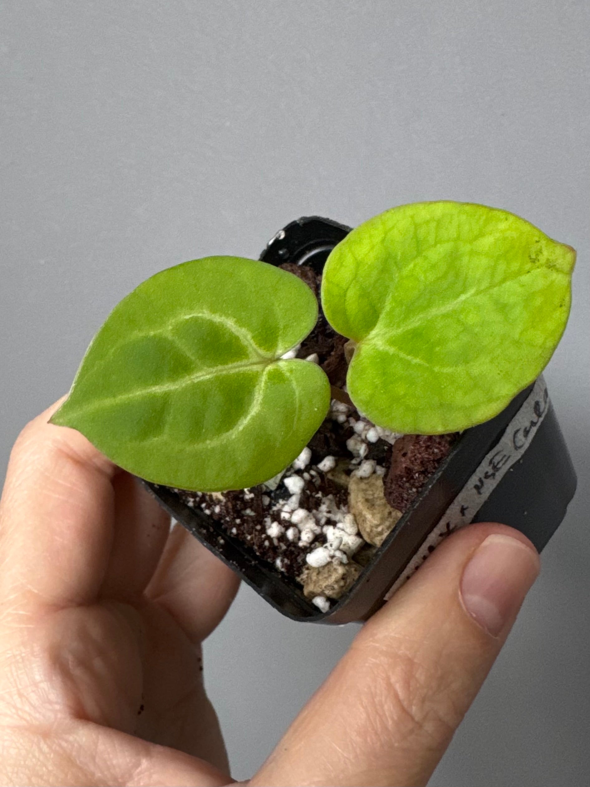 Anthurium (Complex KOS/HU hybrid) x NSE Carlablackiae (by nordicplantdiary)