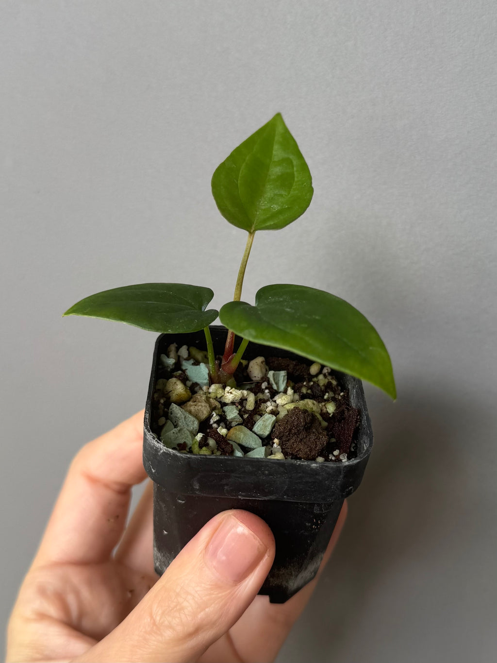 Anthurium ((RLxFS x Carla) x RVDP) xself
