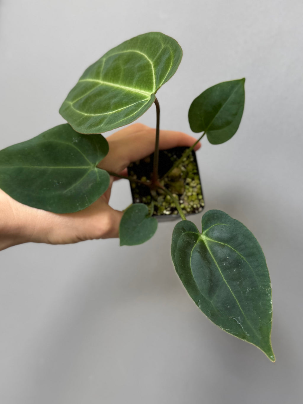 Anthurium (AOS x forgetii) x (NSE Red Crystallinum x Carlablackiae)