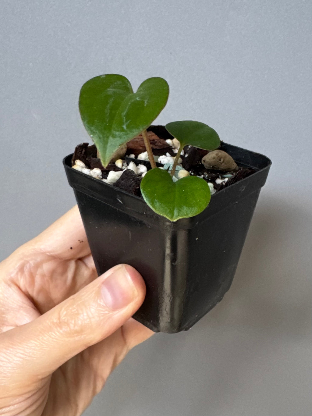 Anthurium RVDP - Red Vein Dark Phoenix - clone