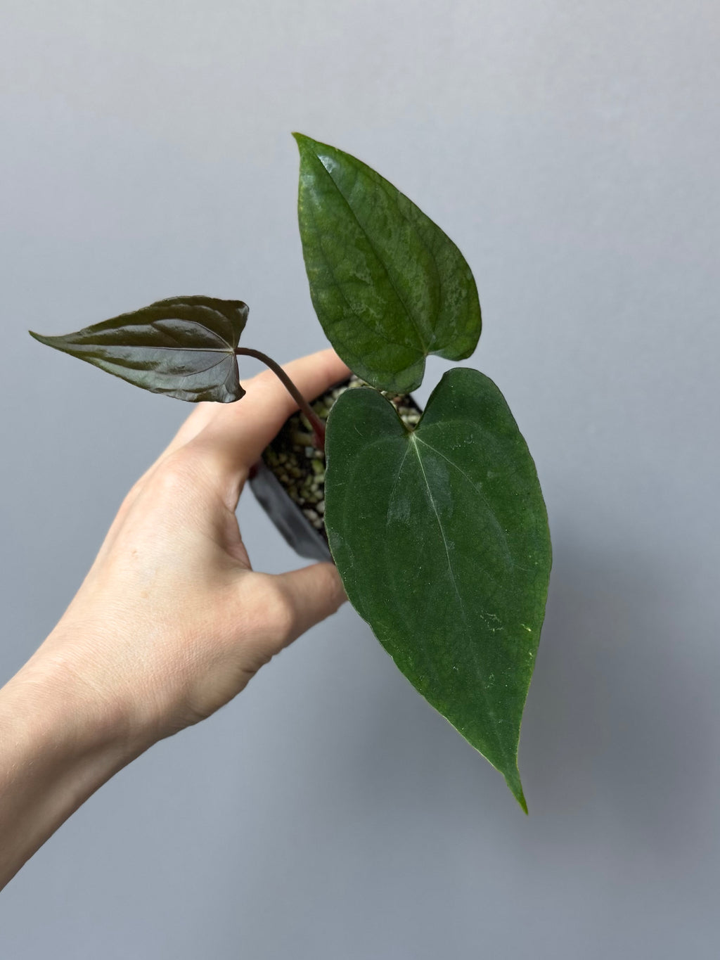 Anthurium ((papillilaminum Ralph Lynam x Fort Sherman) x carlablackiae) X RVDP (greenfelicities)