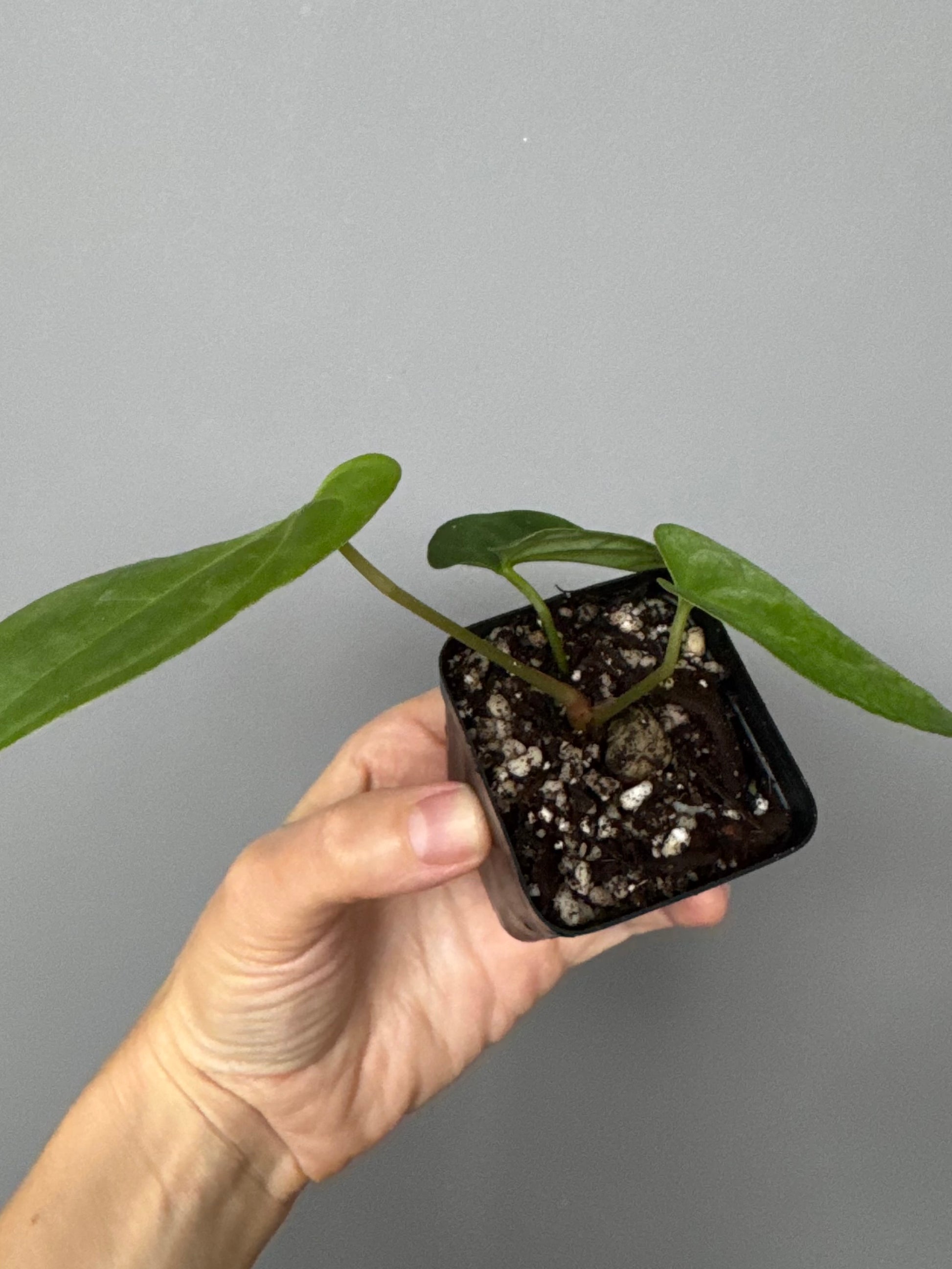Anthurium Tezula AOS df x BVEP neon (Sarah)