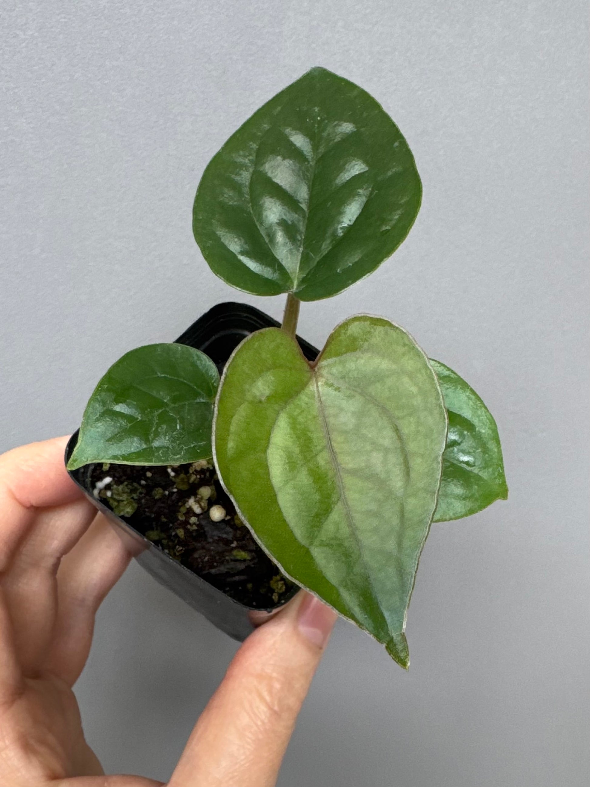 Anthurium (papillilaminum Hybrid x (KOS x Silver Blush)) X luxurians