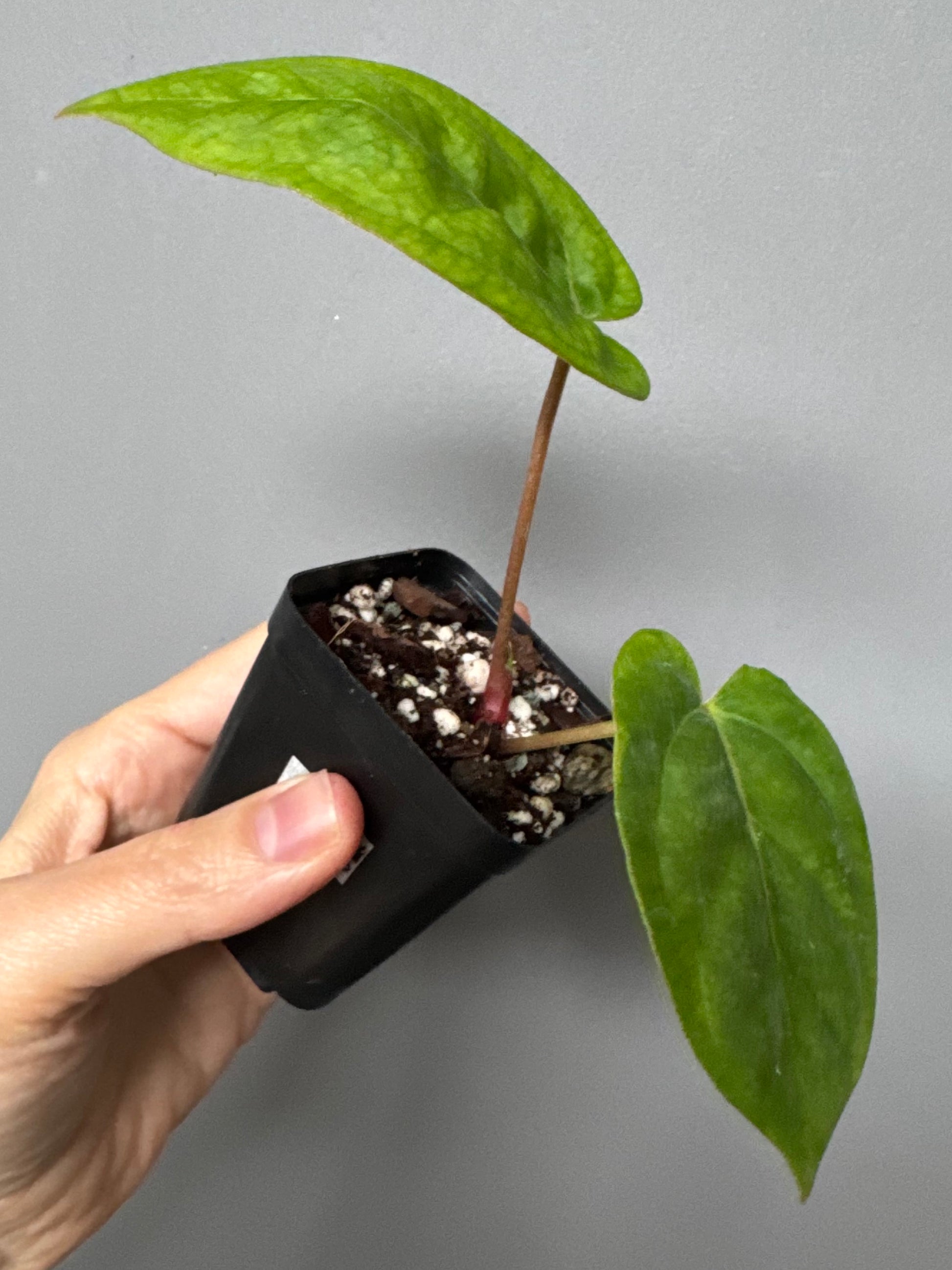 Anthurium NoID x besseae aff. long