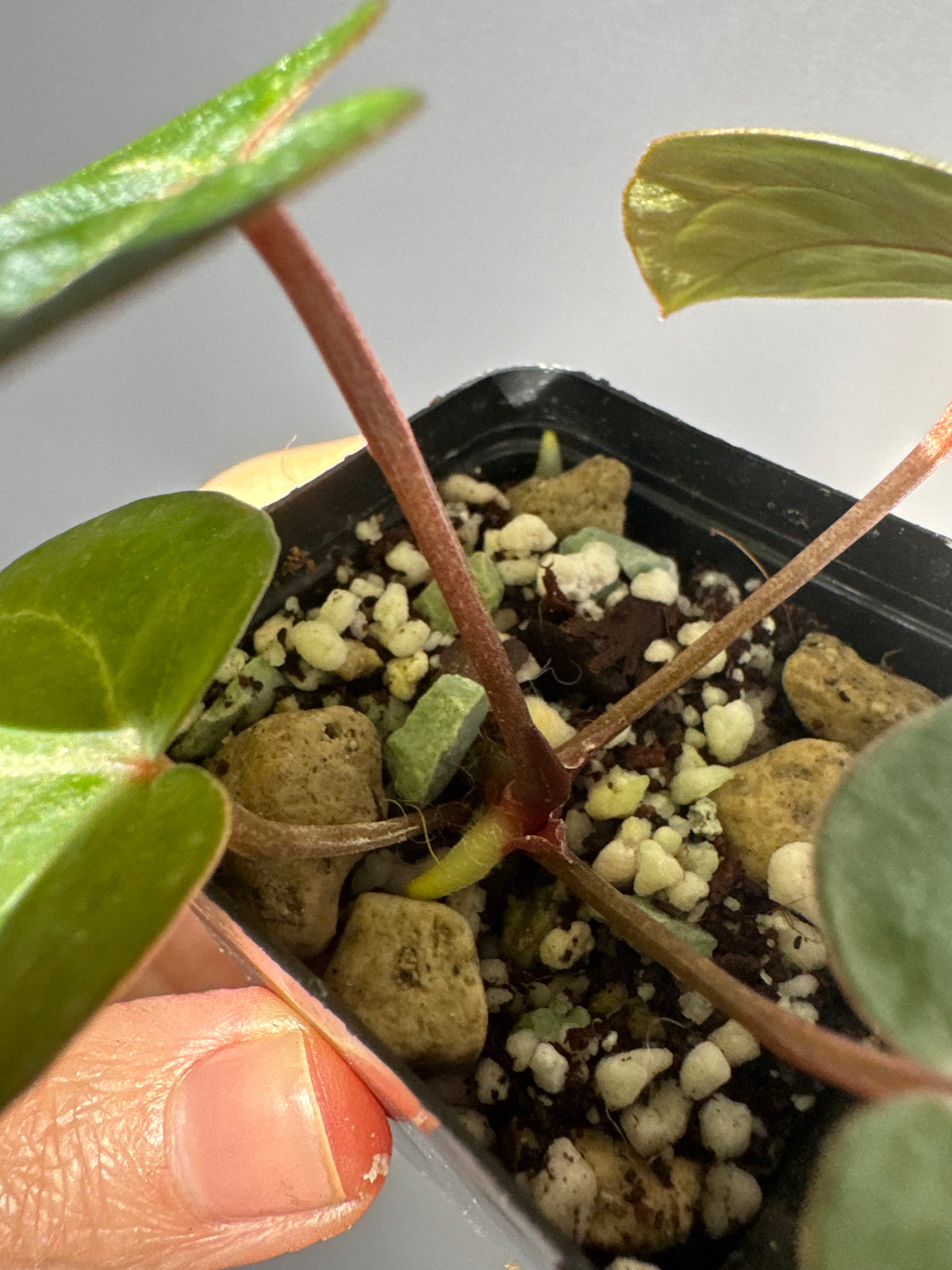Anthurium Red Crystallinum NSE x Red Crystallinum Tezula