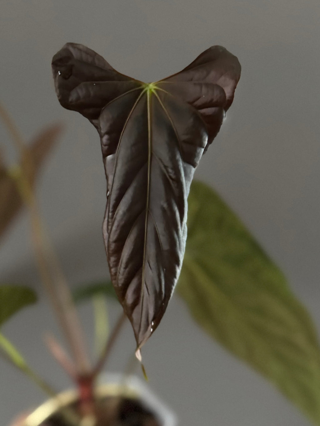Anthurium papillilaminum Fort Sherman x Ralph Lynam (Jay Vannini clone)