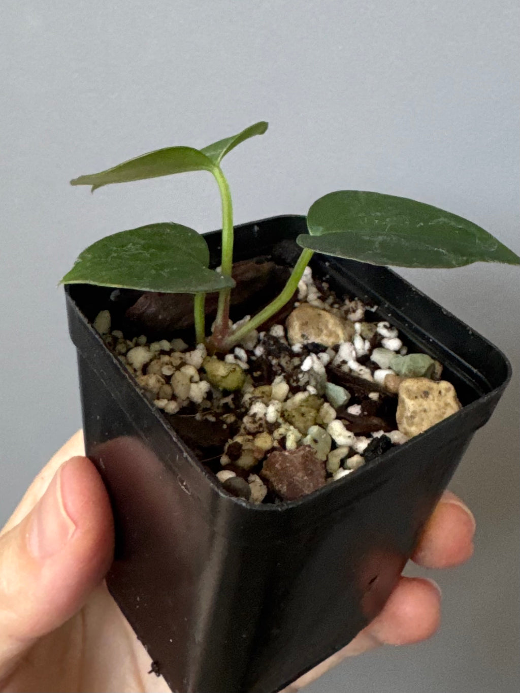 Anthurium (NoID x Papi Indo) x (DH x RVC)