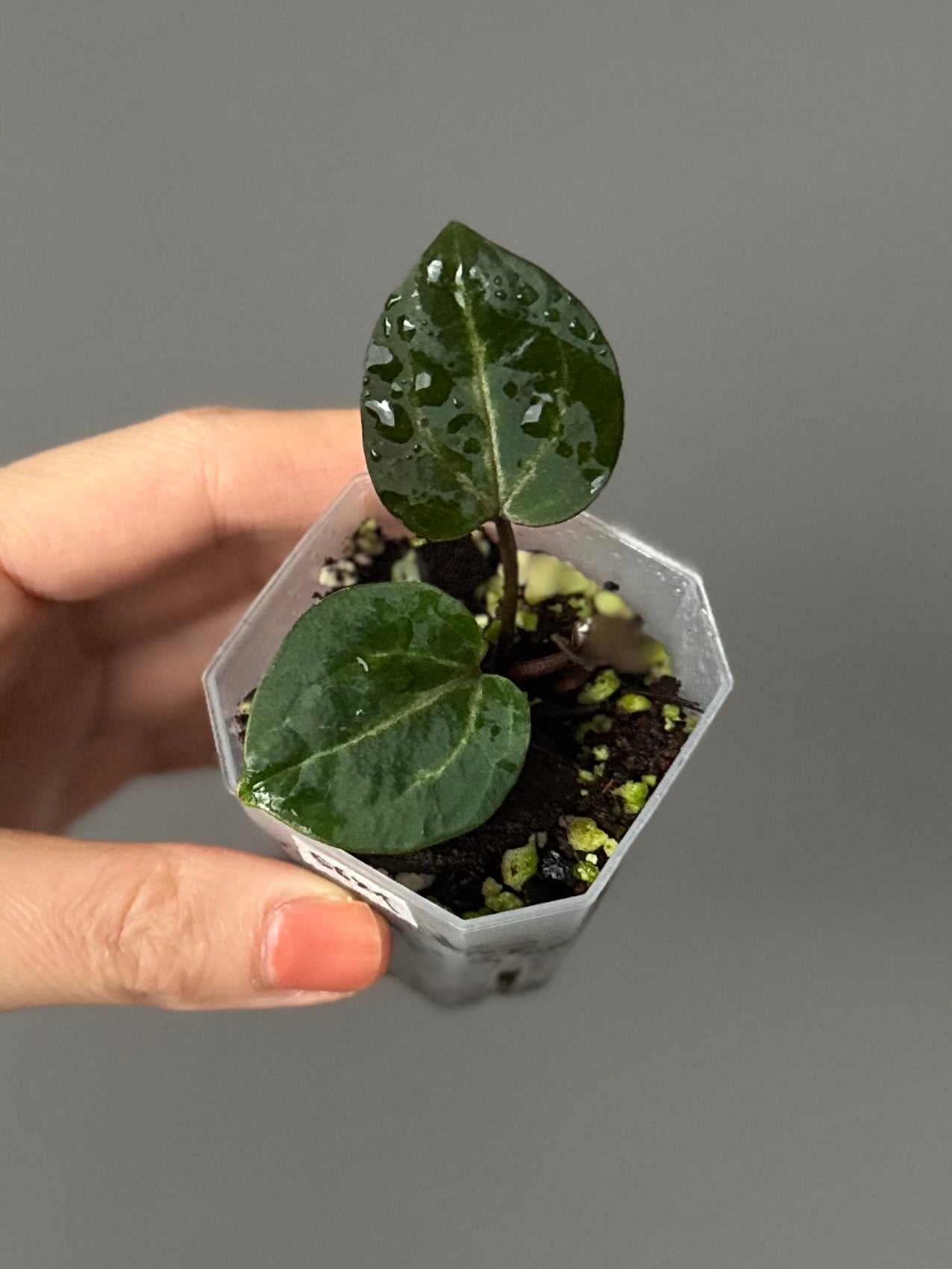 Anthurium Crystallinum Select Color x M