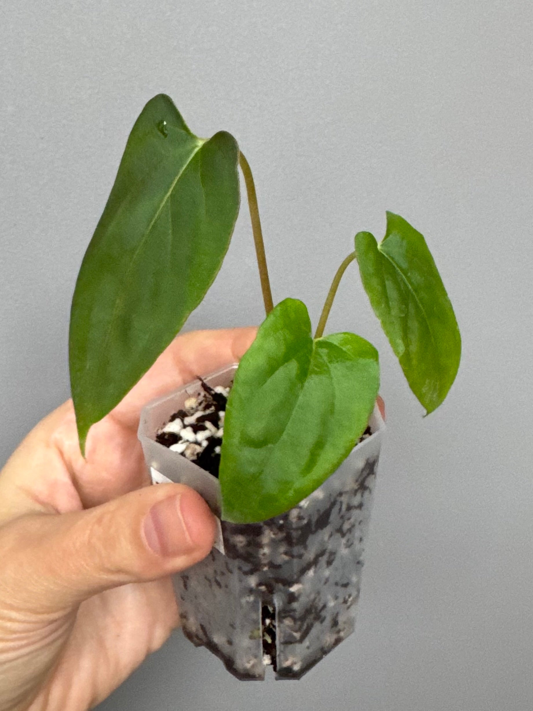 Anthurium papillilaminum 'Fort Sherman' clone