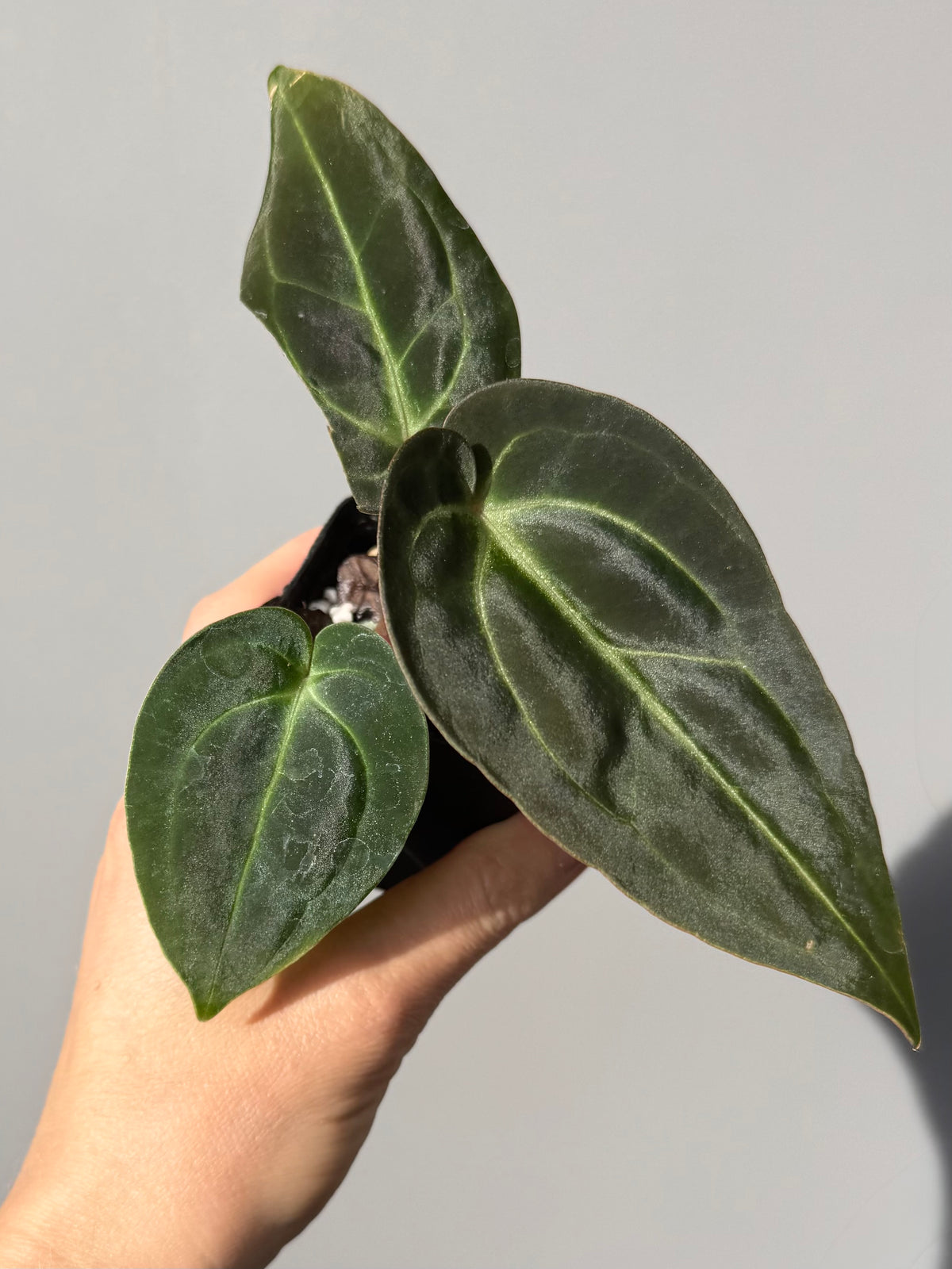 Anthurium Besseae aff. (#1)