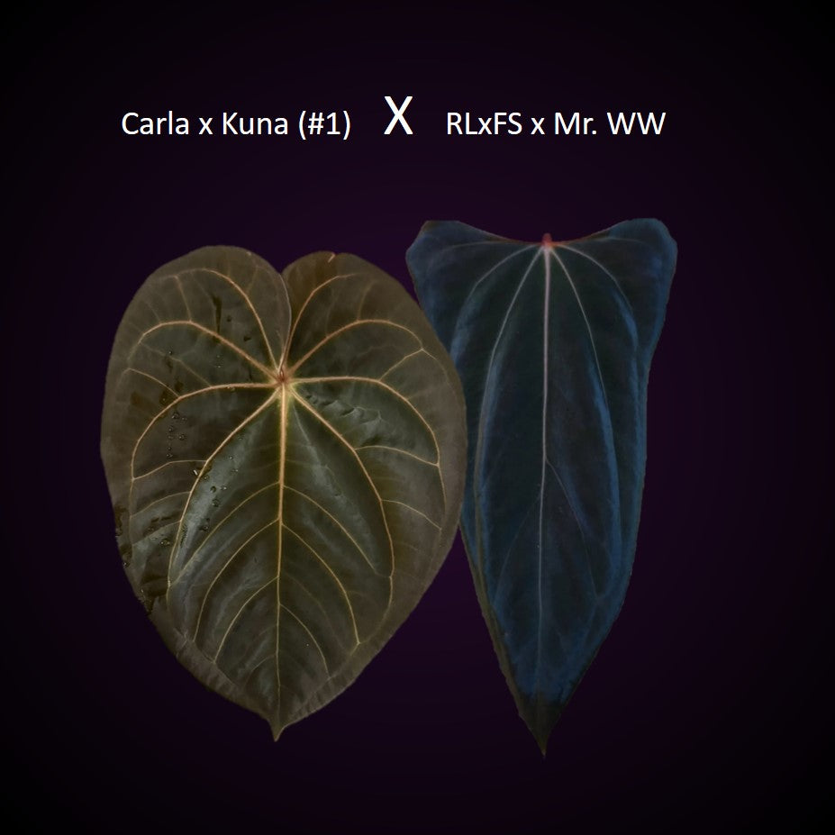 *NEW* Anthurium (Carla x Kunayalense #1) x (RLFS x Mr. Worldwide)