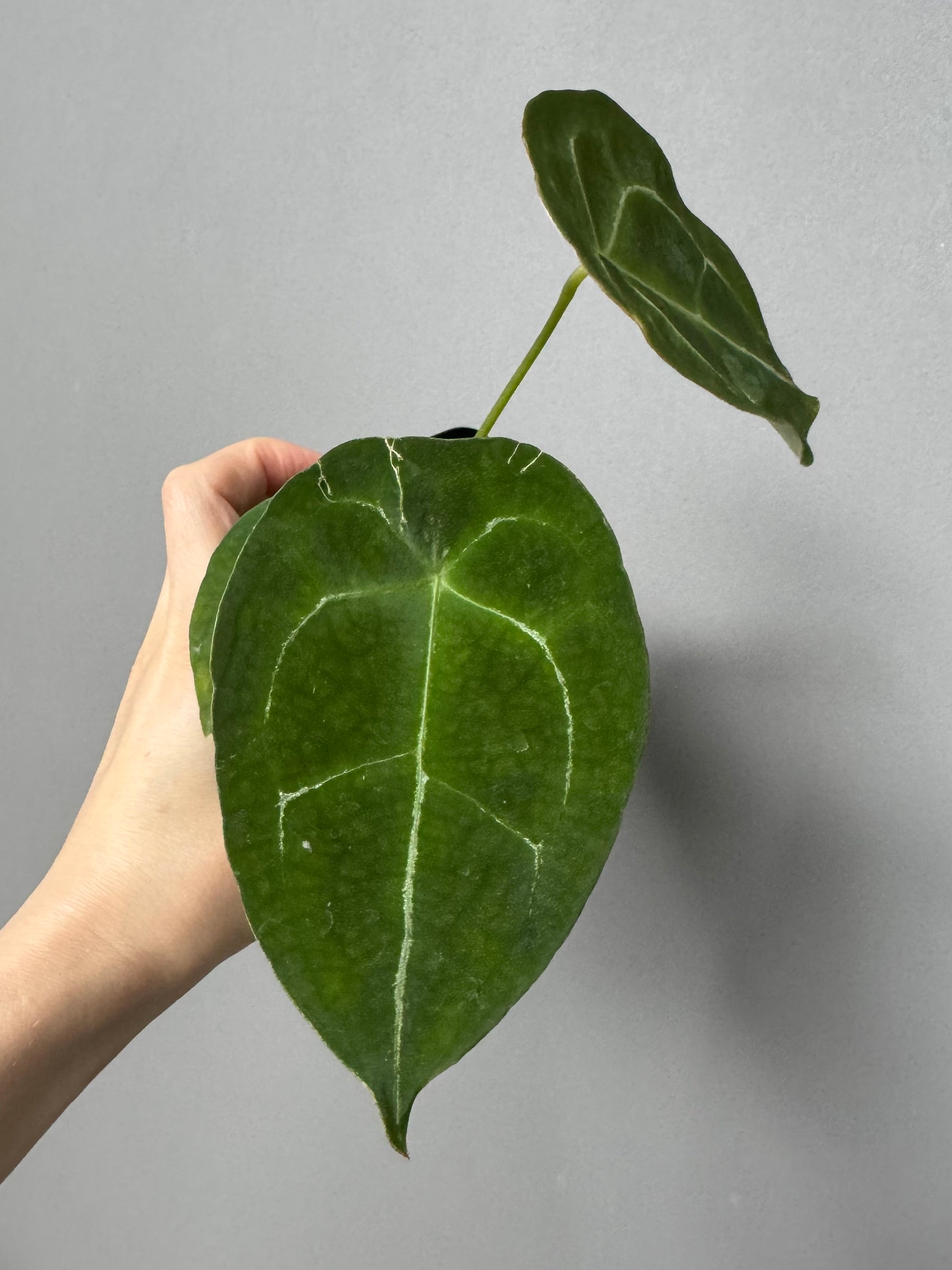 Anthurium forgetii (White Stripes x Dark Form)