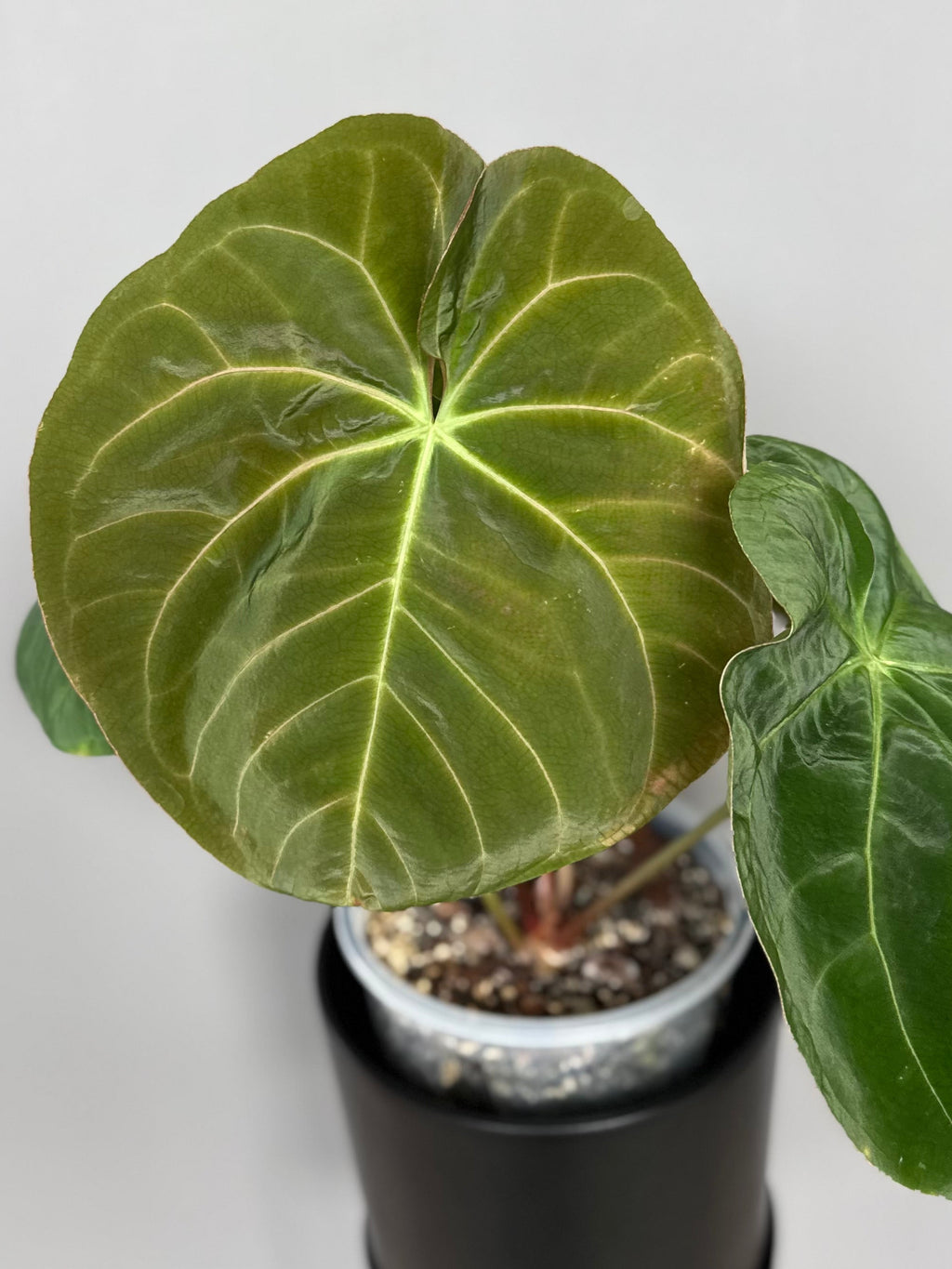 Anthurium Indo dressleri xself