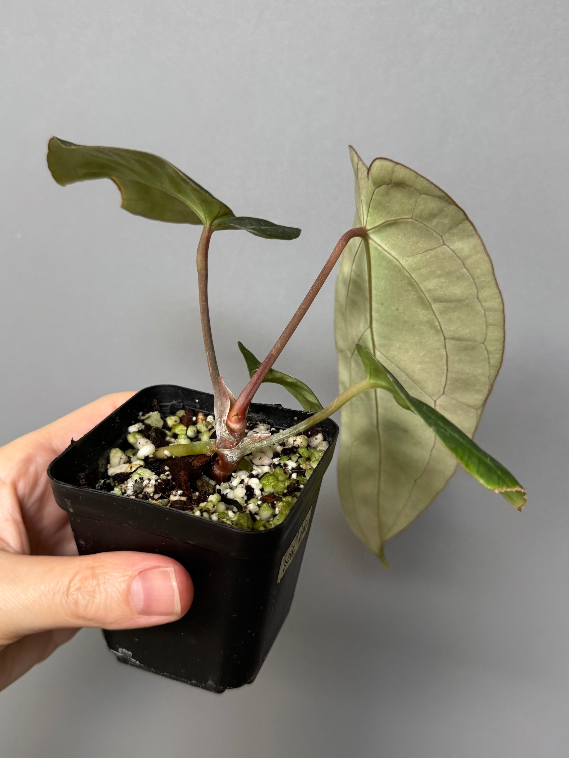 Anthurium Besseae aff. (#1)
