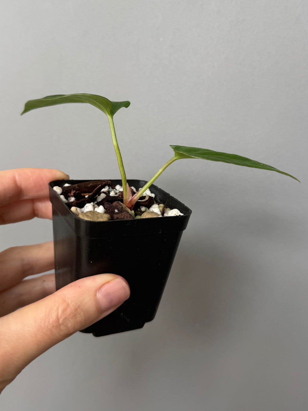 Anthurium Mr. Worldwide x (RG dress x Carla ‘Amanda’) (#2)