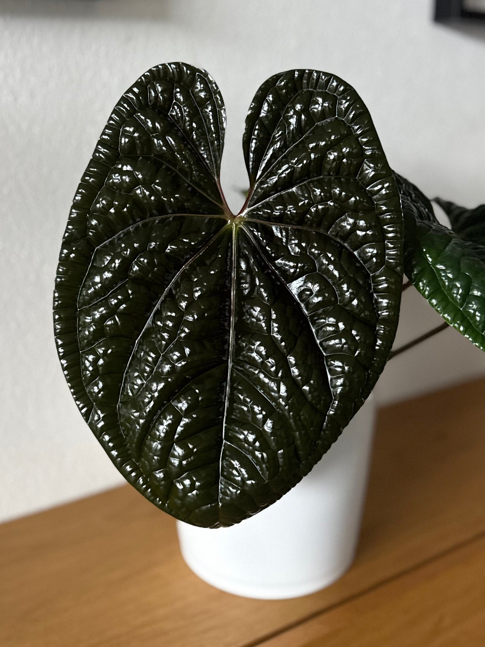 *Birthday SPECIAL* Anthurium Red Crystallinum Hybrid Set