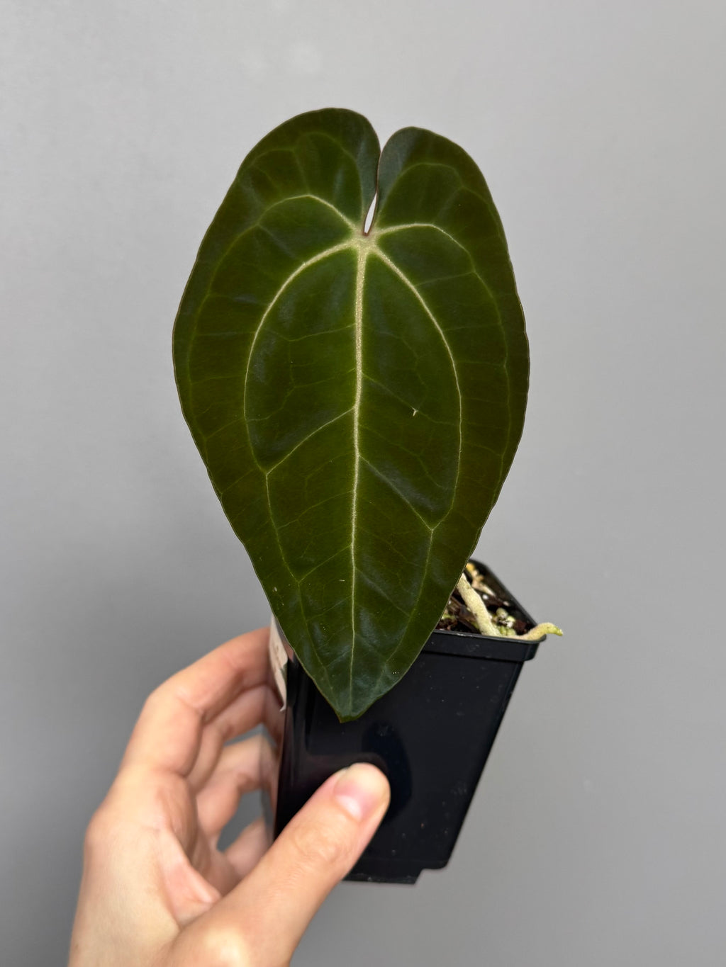 Anthurium papillilaminum x besseae aff.