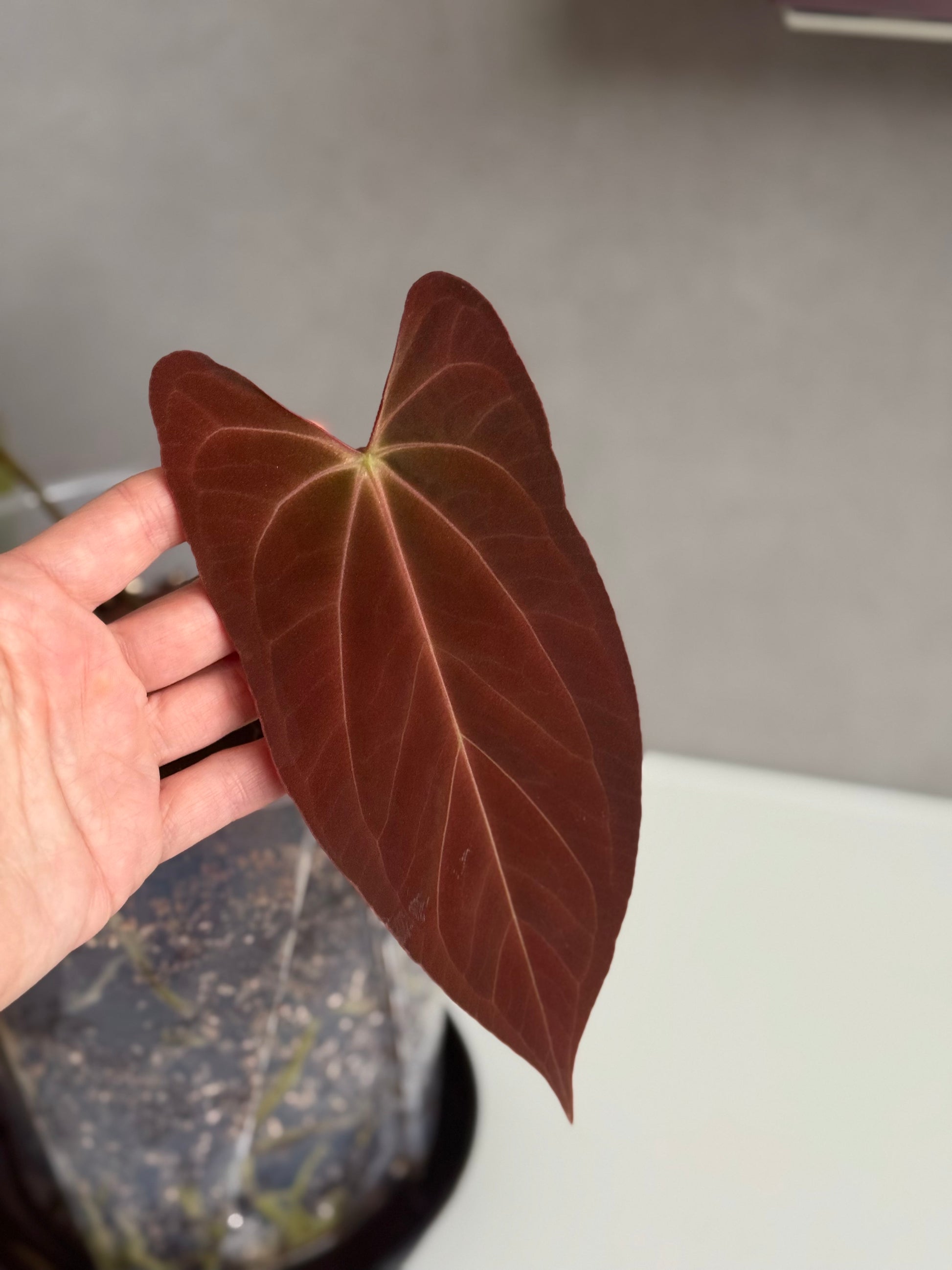 Anthurium (NoIDx papi Indo #2) x (NoIDx papi Indo #1)- germinated seeds