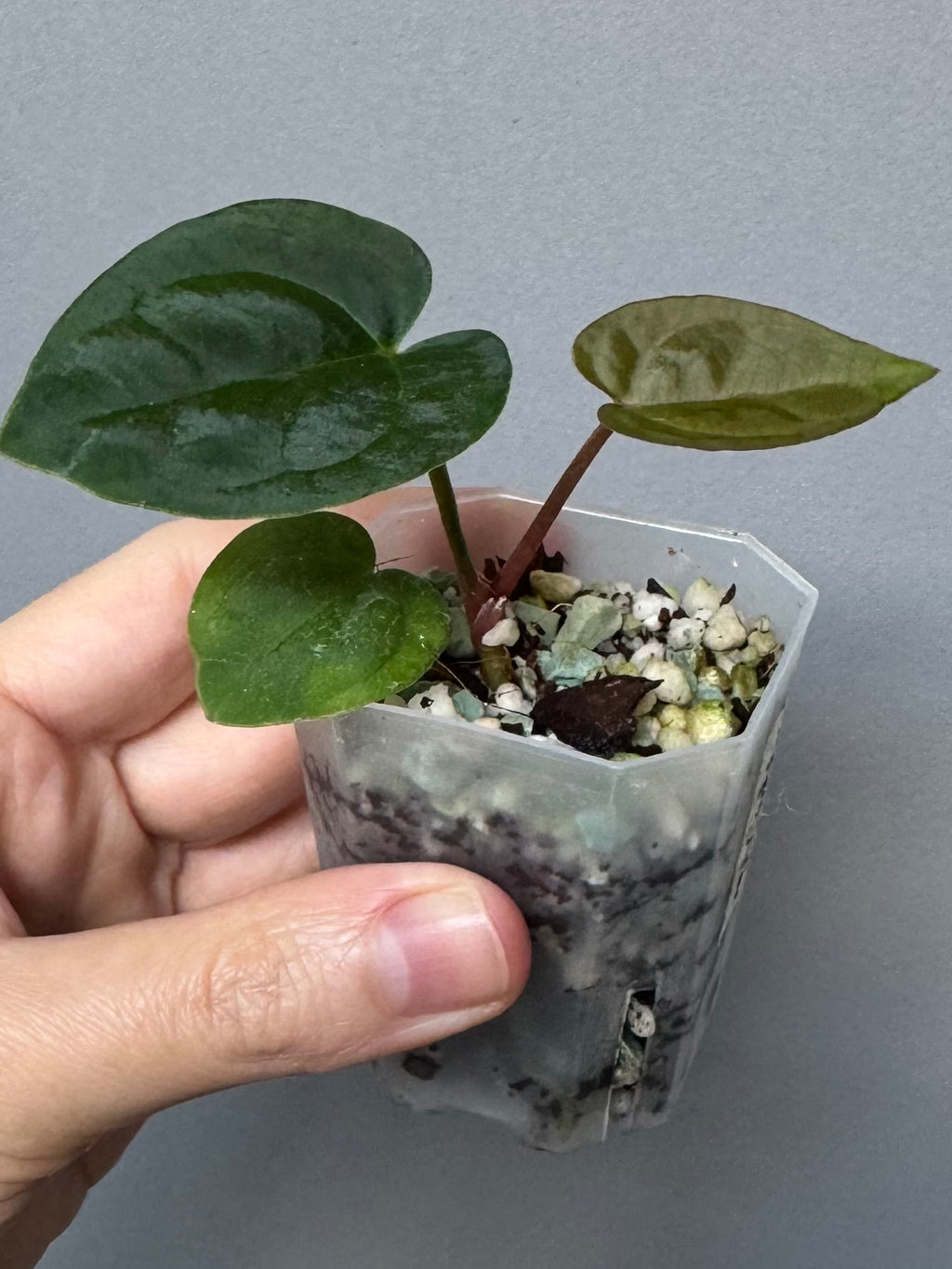 Anthurium AOS df Tezula x Carlablackiae