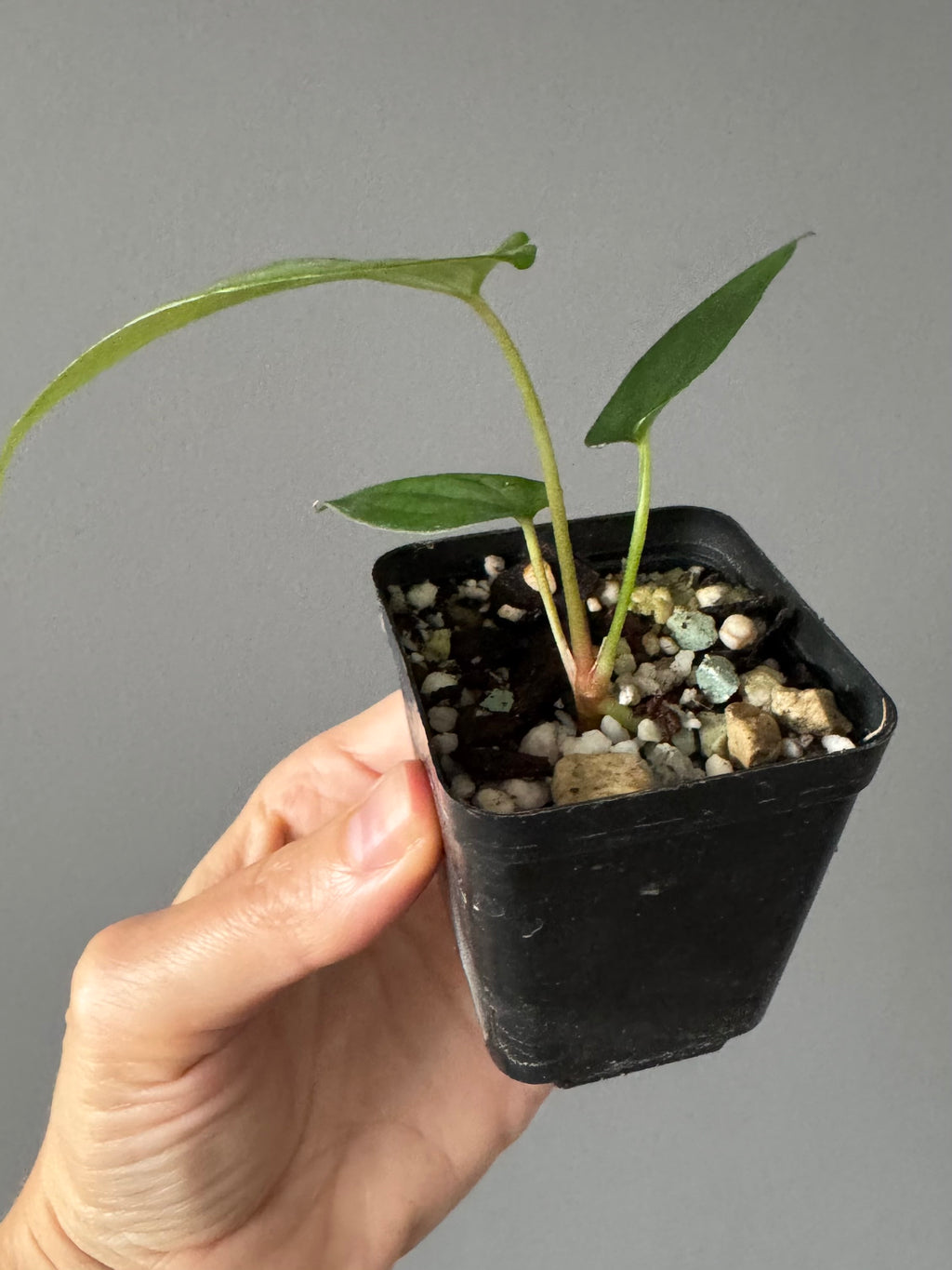 Anthurium ((Ralph Lynam x Fort Sherman) x Carla) X RVDP (greenfelicities)