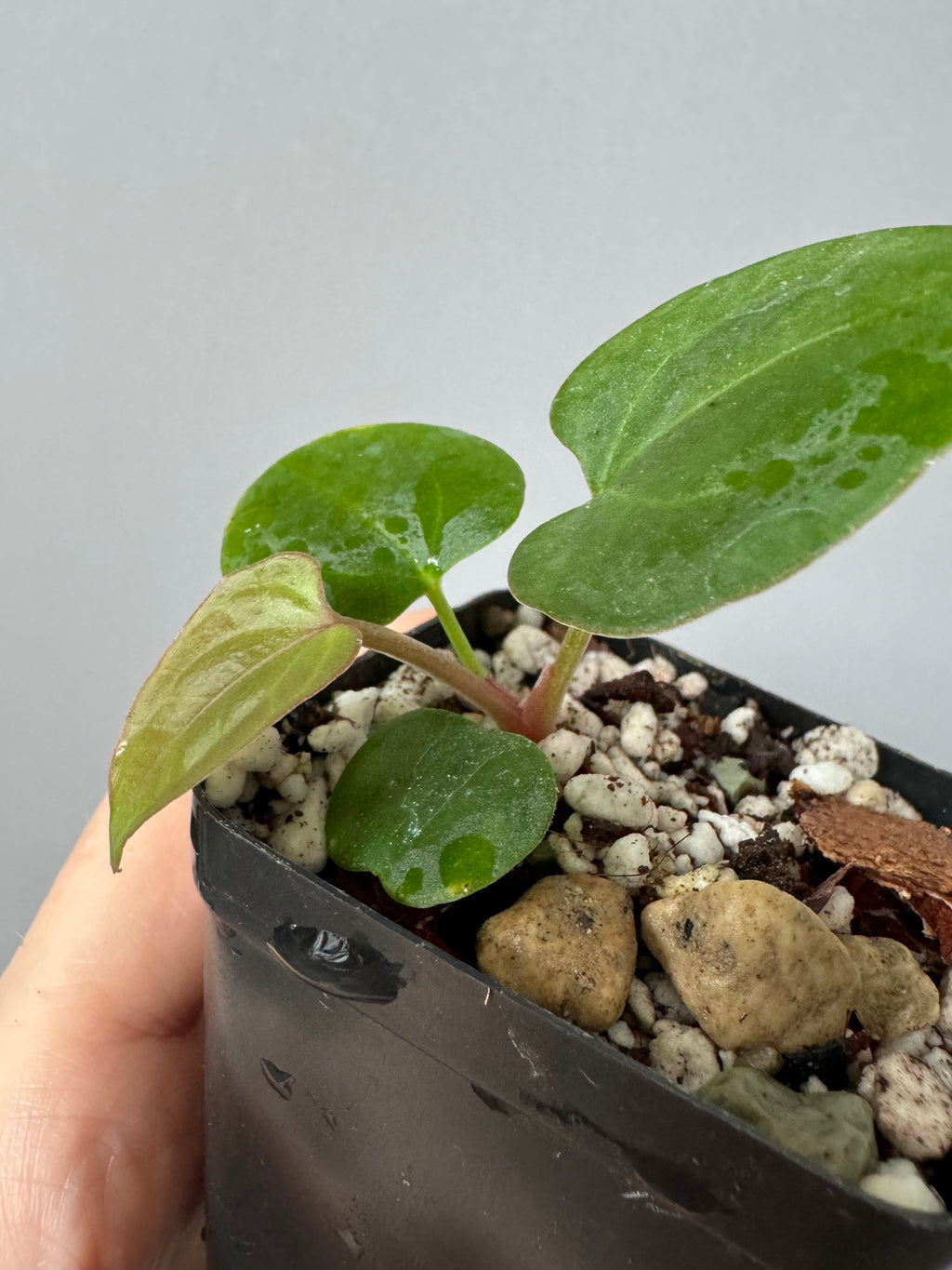 Anthurium kunayalense x King of Spades / KOS (oder luxurians)