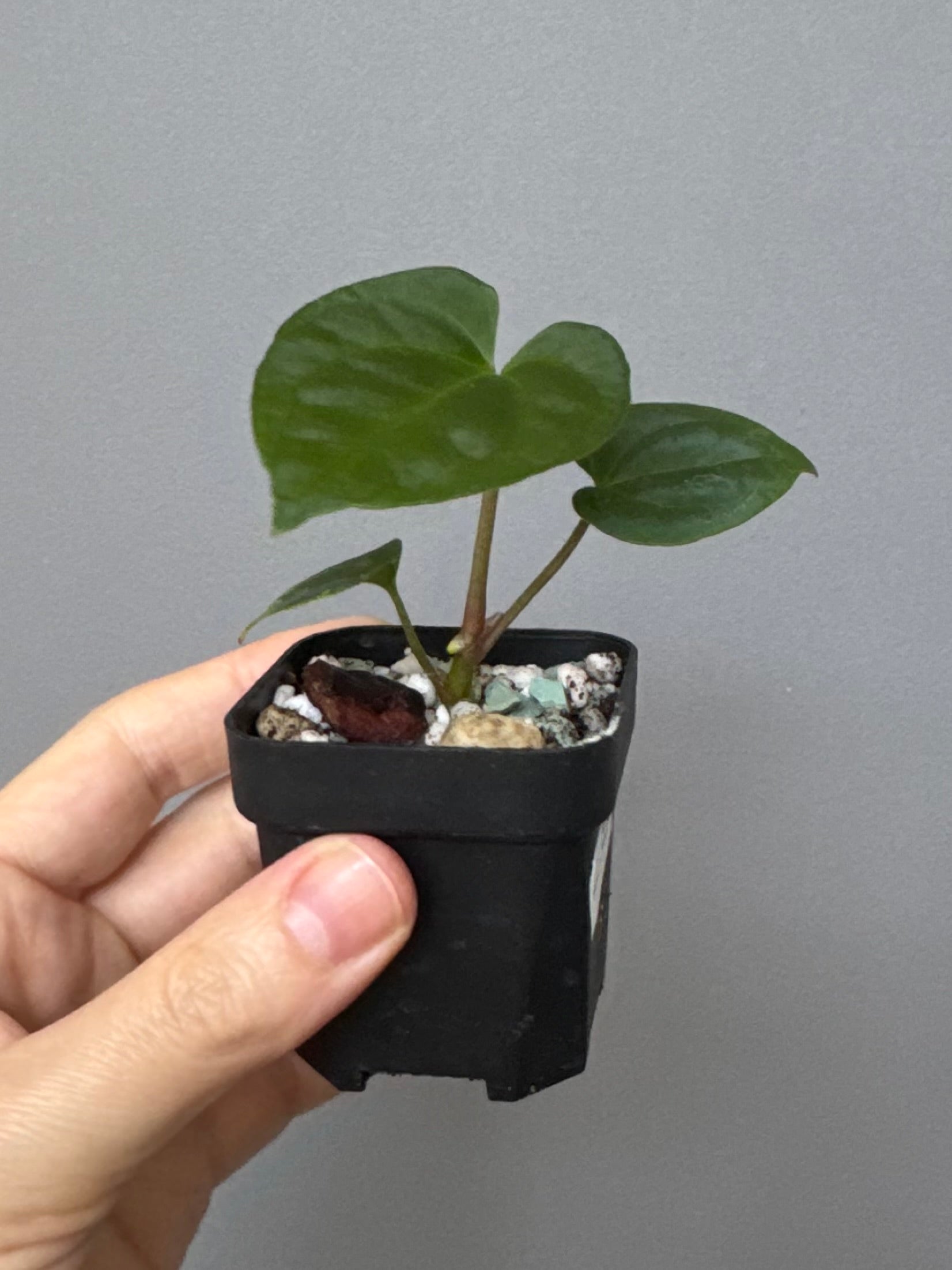 Anthurium Besseae aff. x RVDP