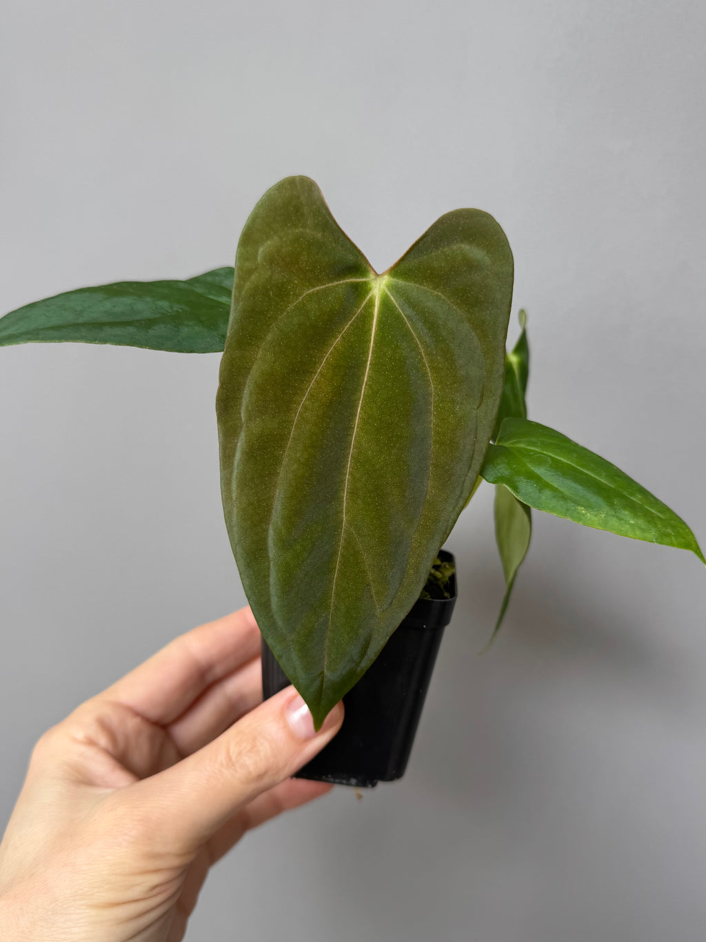 Anthurium (NoID x Papi Indo #2) x  (NoID x Papi Indo #1)
