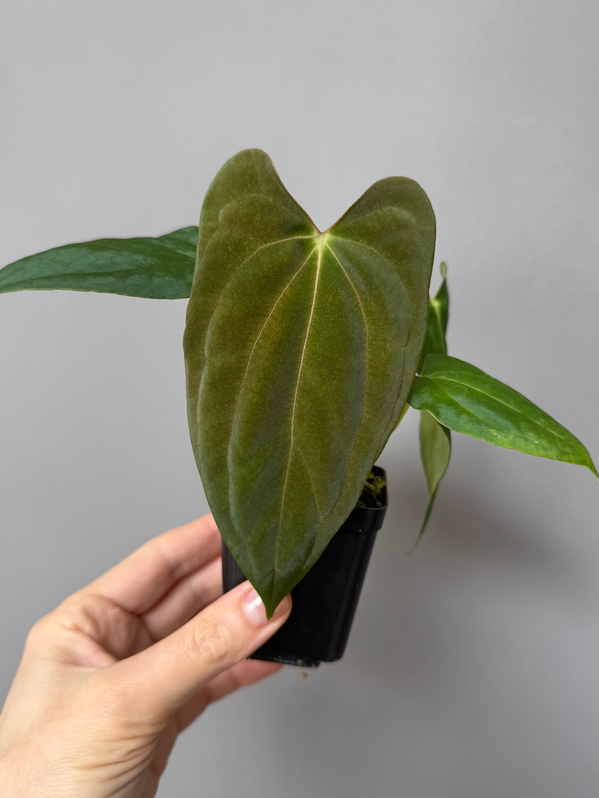 Anthurium (NoID x Papi Indo #2) x  (NoID x Papi Indo #1)