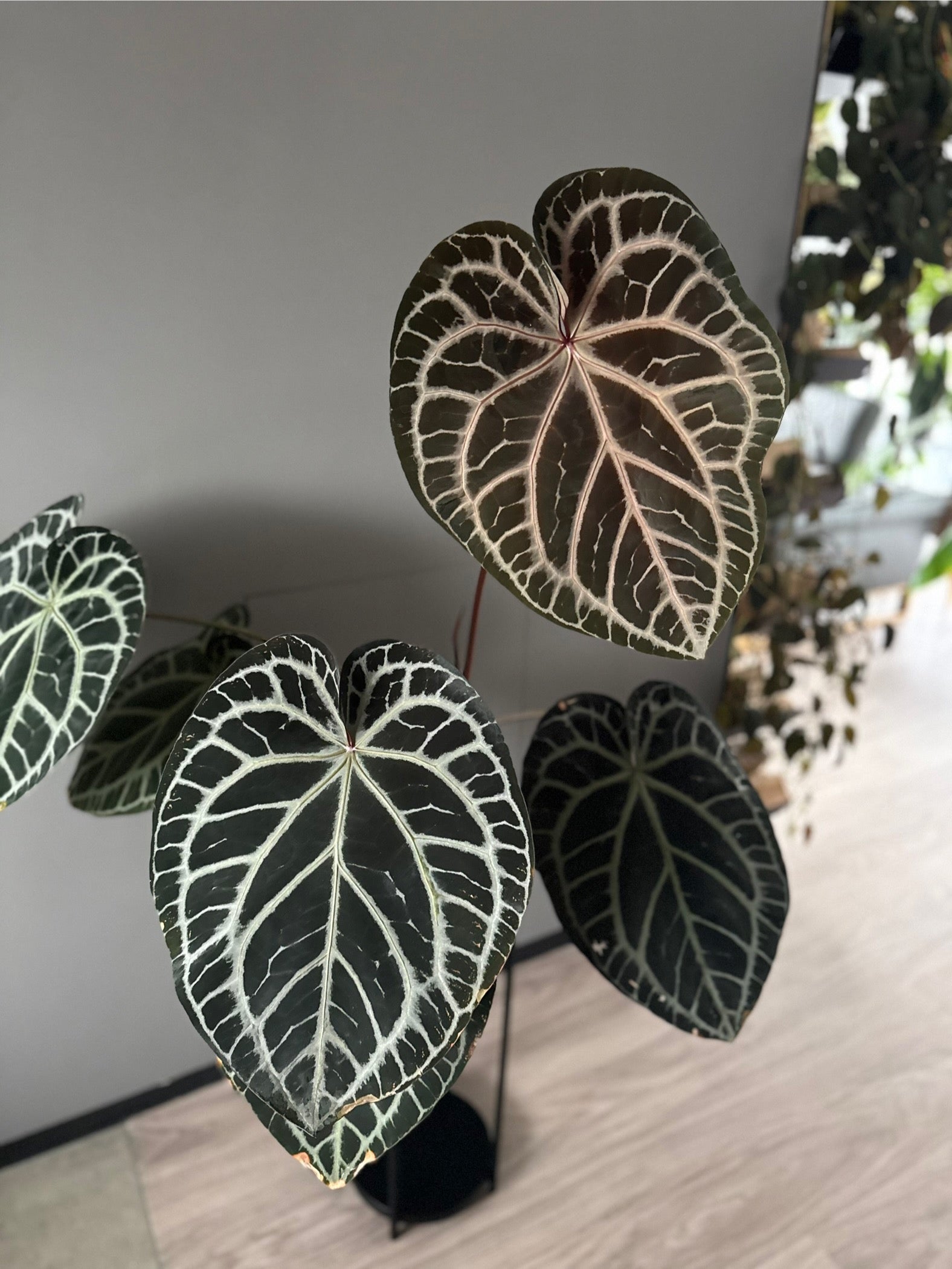 *Birthday SPECIAL* 2x Anthurium (Crystal Select Color x M) x (BVEP RF1xDark Star)