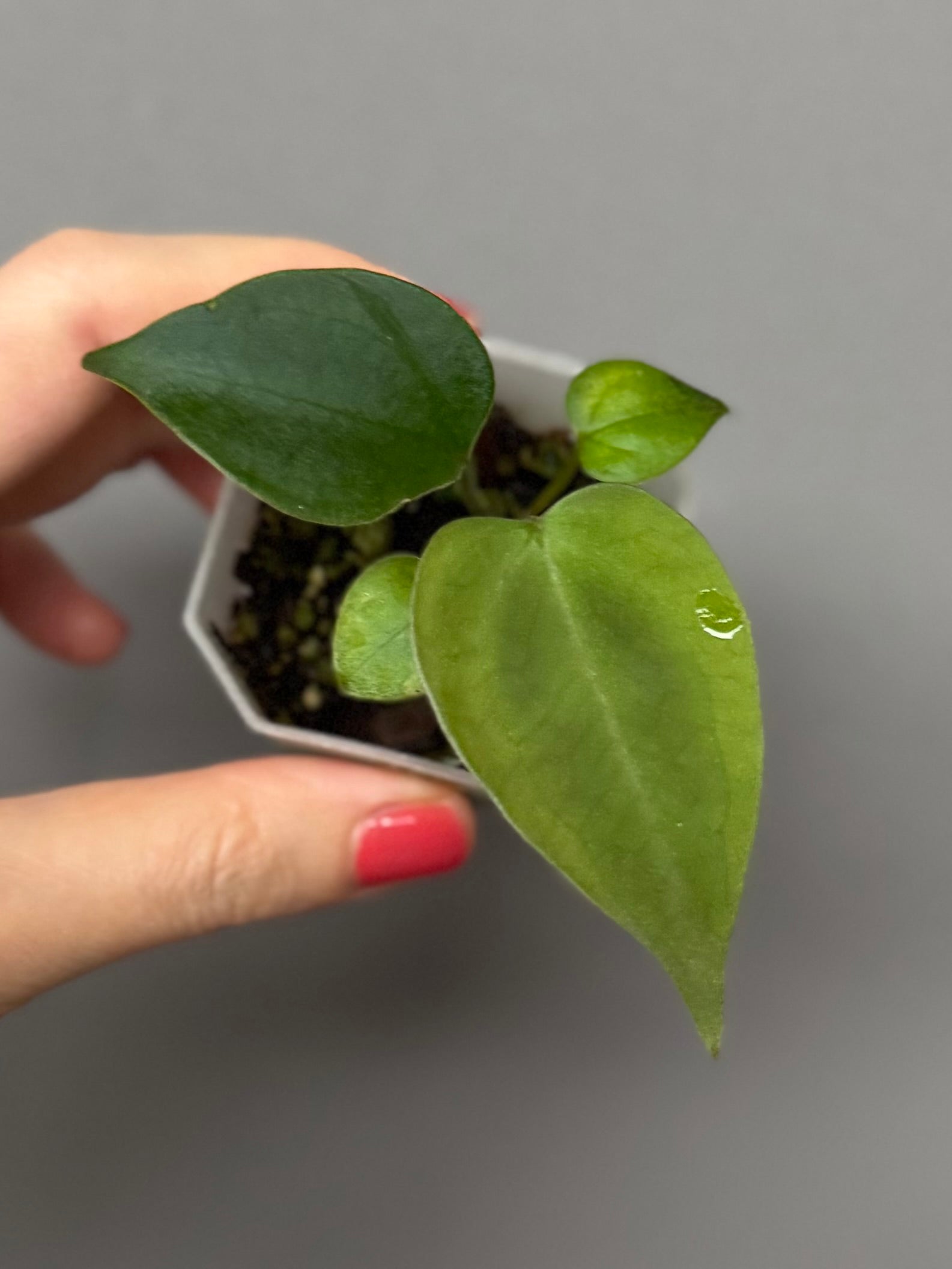 Anthurium (Indo Port x KOS) x (KOS x forgetii)