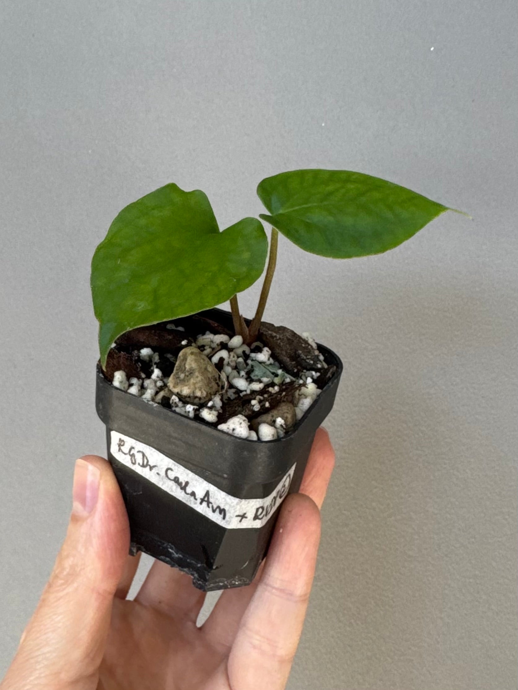 Anthurium (RG dressleri x carlablackiae ‘Amanda’) x RVDP (#2)