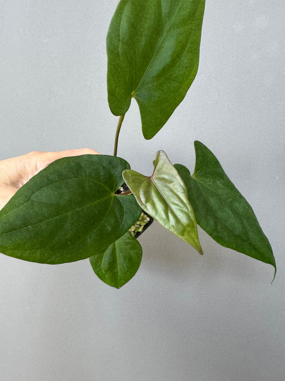 Anthurium ((BVEP x Portillae Dorito) x (Dark Phoenix x Goliath)) x (Fort Sherman x RVDP)