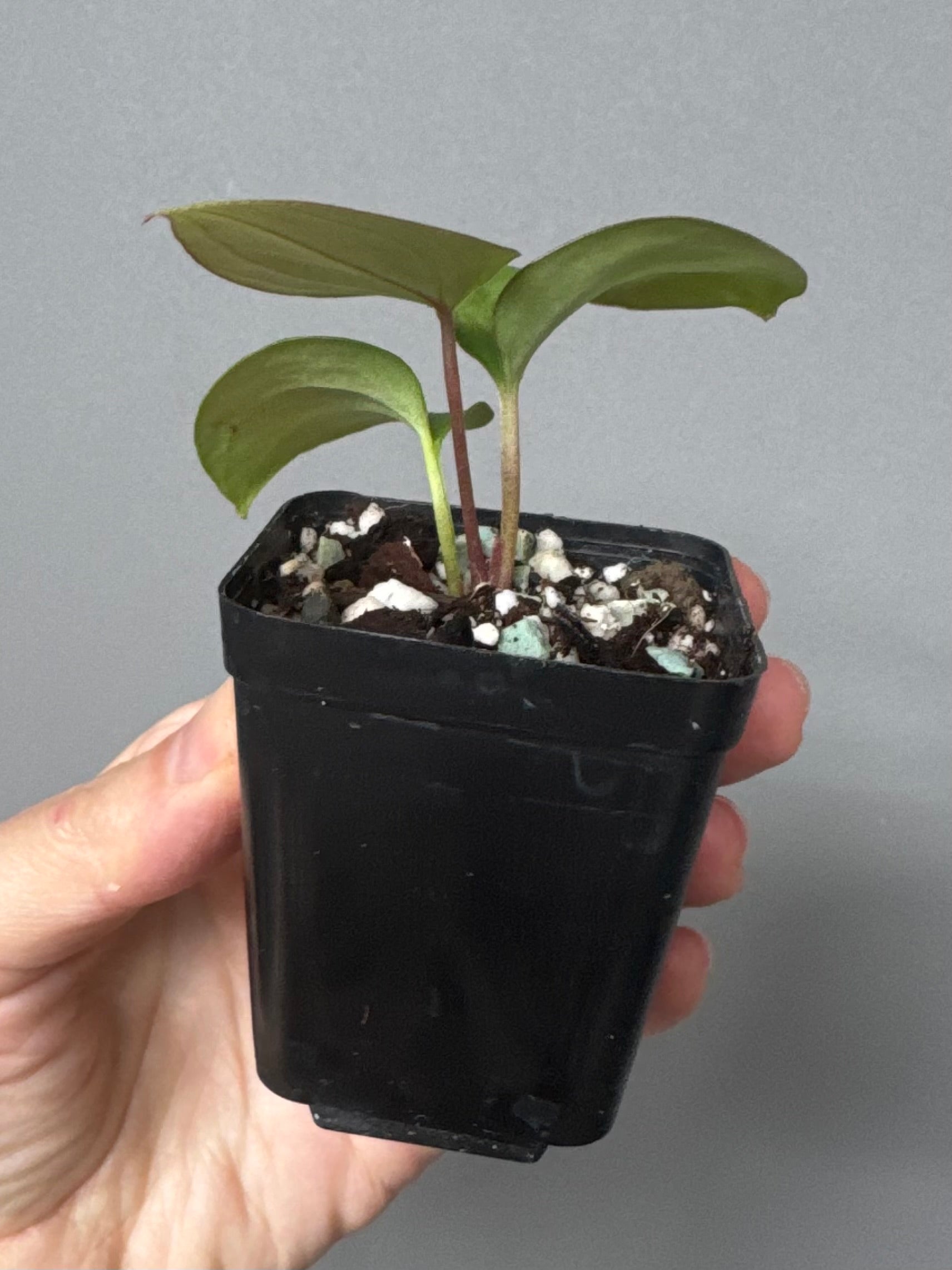 Anthurium magnificum x BVEP OG1 (#4)