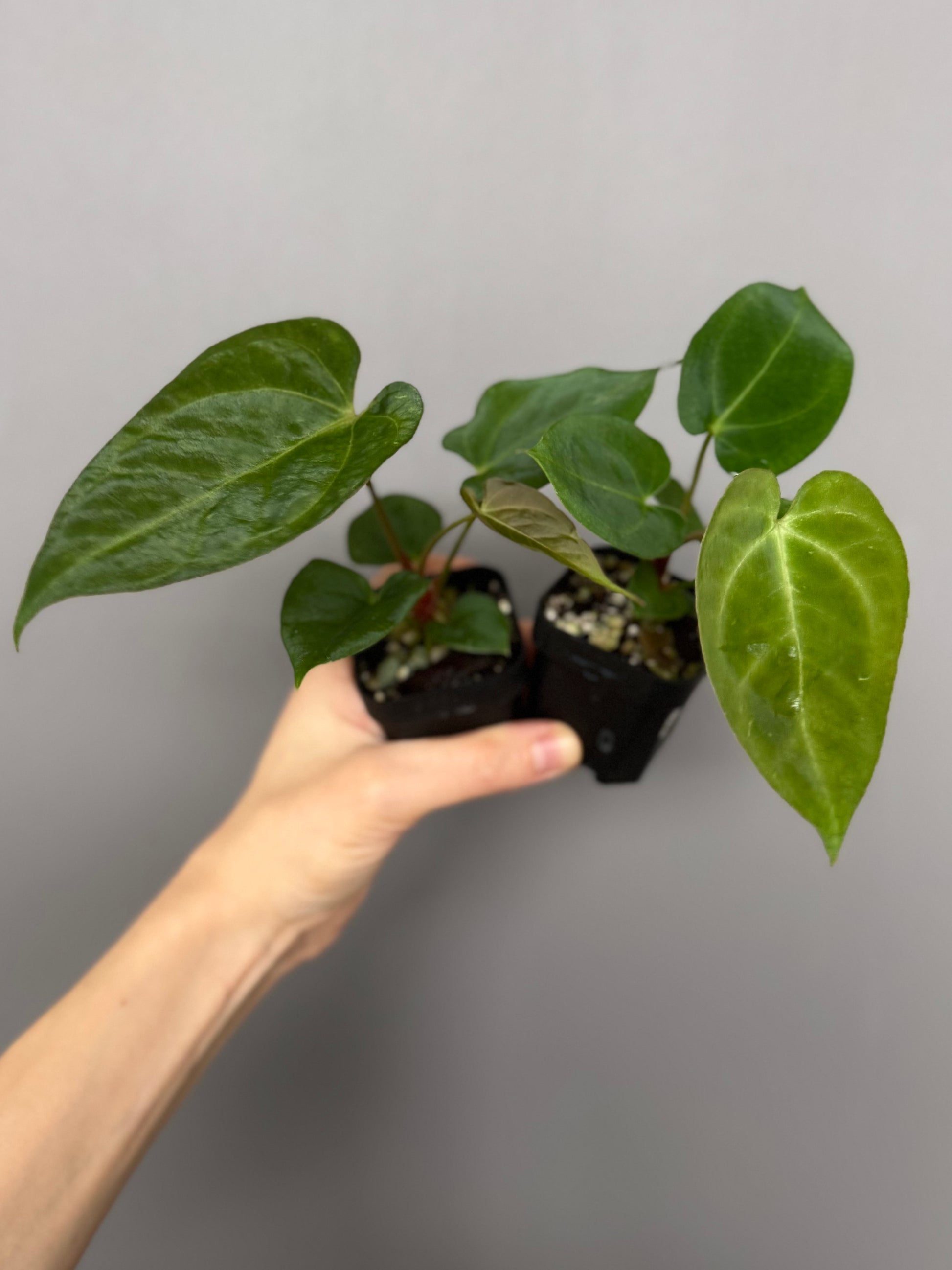 Anthurium ((Magnificum x crystallinum) x NoID) X Papillilaminum