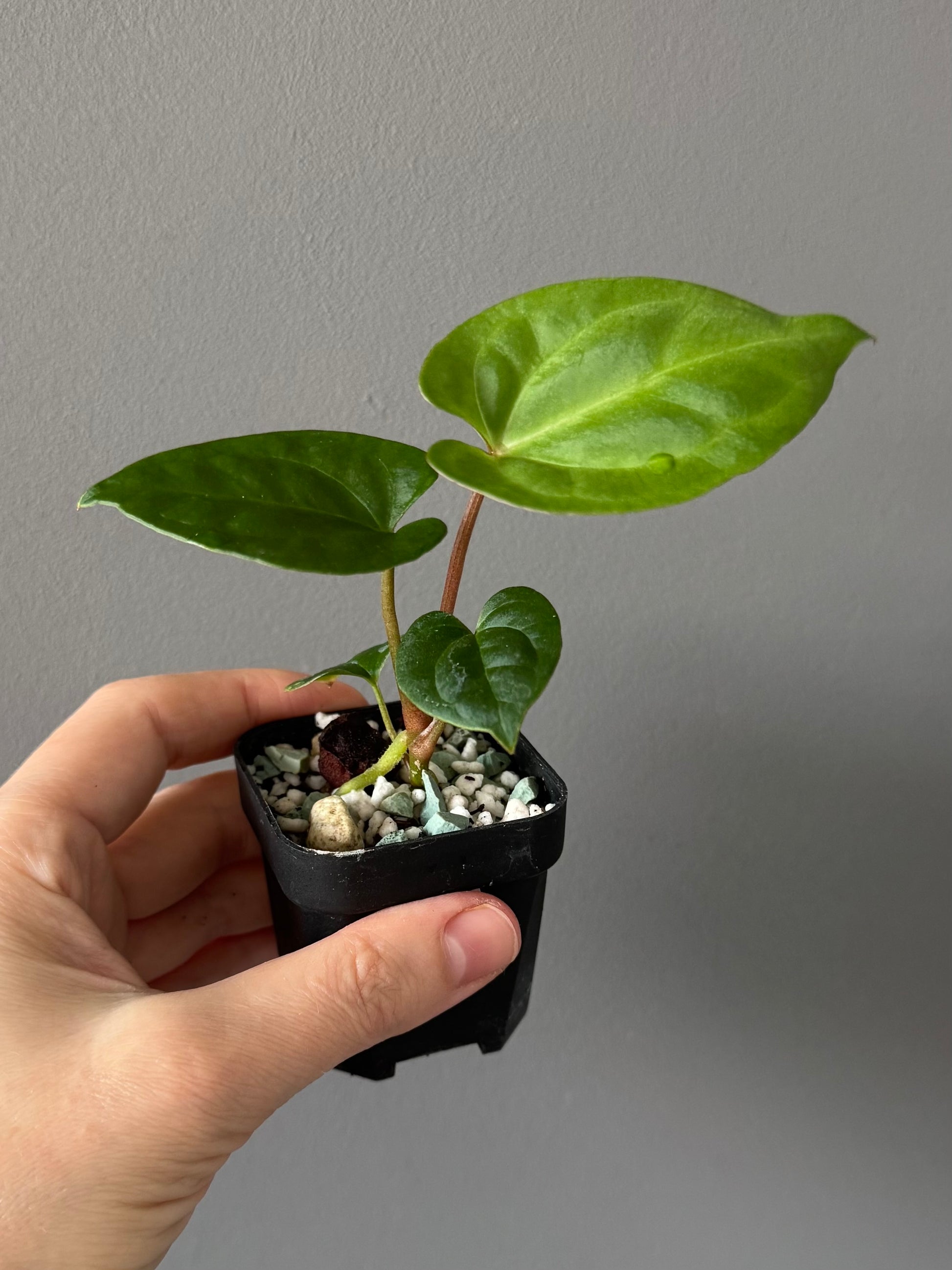 Anthurium Besseae aff. x RVDP