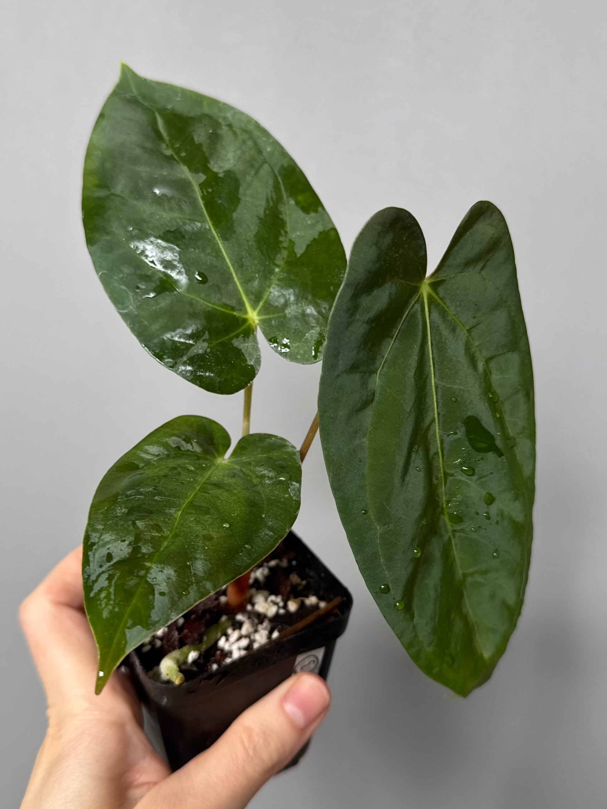 Papillilaminum K1xT5 #3