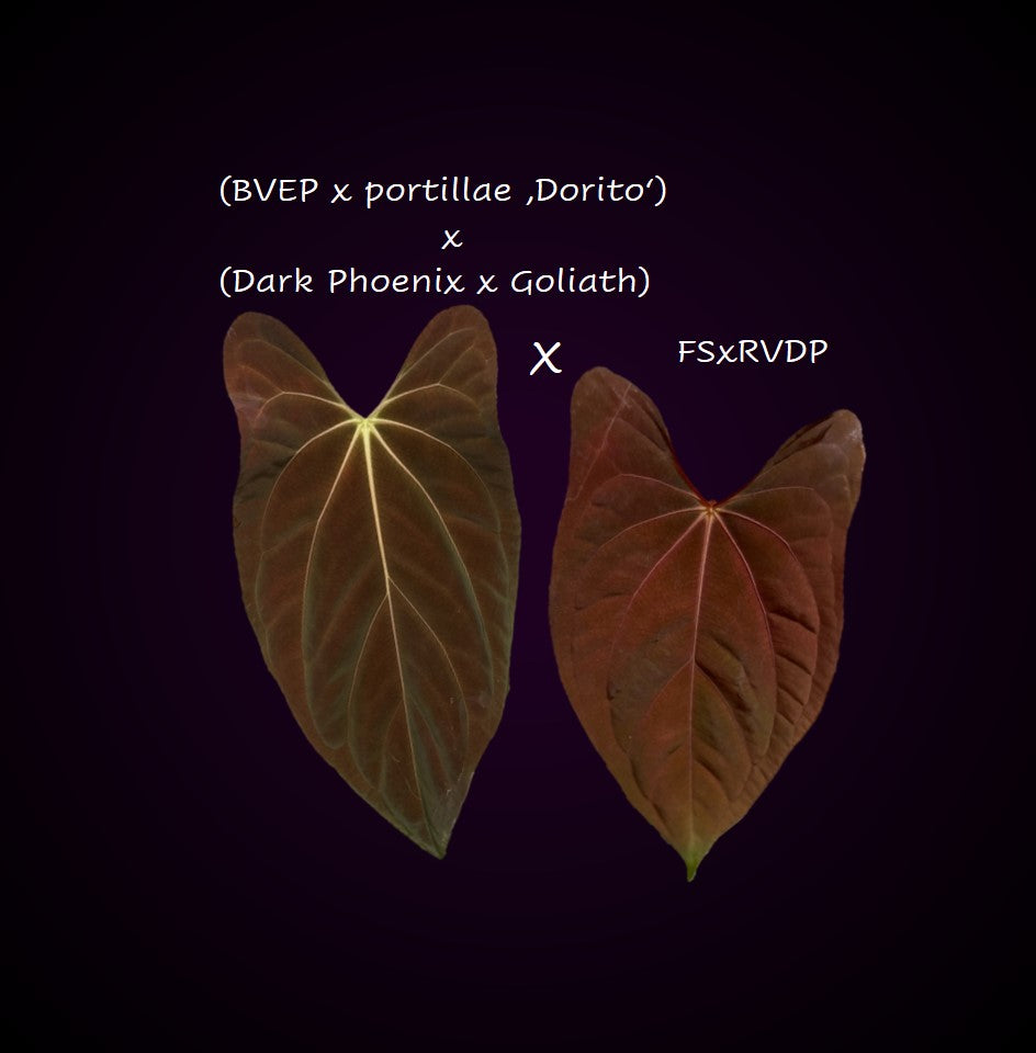 Anthurium ((BVEP x Portillae Dorito) x (Dark Phoenix x Goliath)) x (Fort Sherman x RVDP)