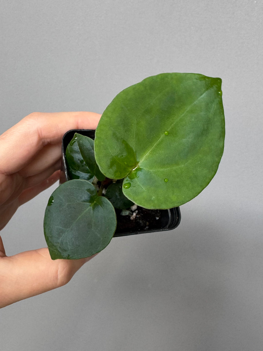Anthurium (NSE Red Crystallinum x Carla) x RVDP