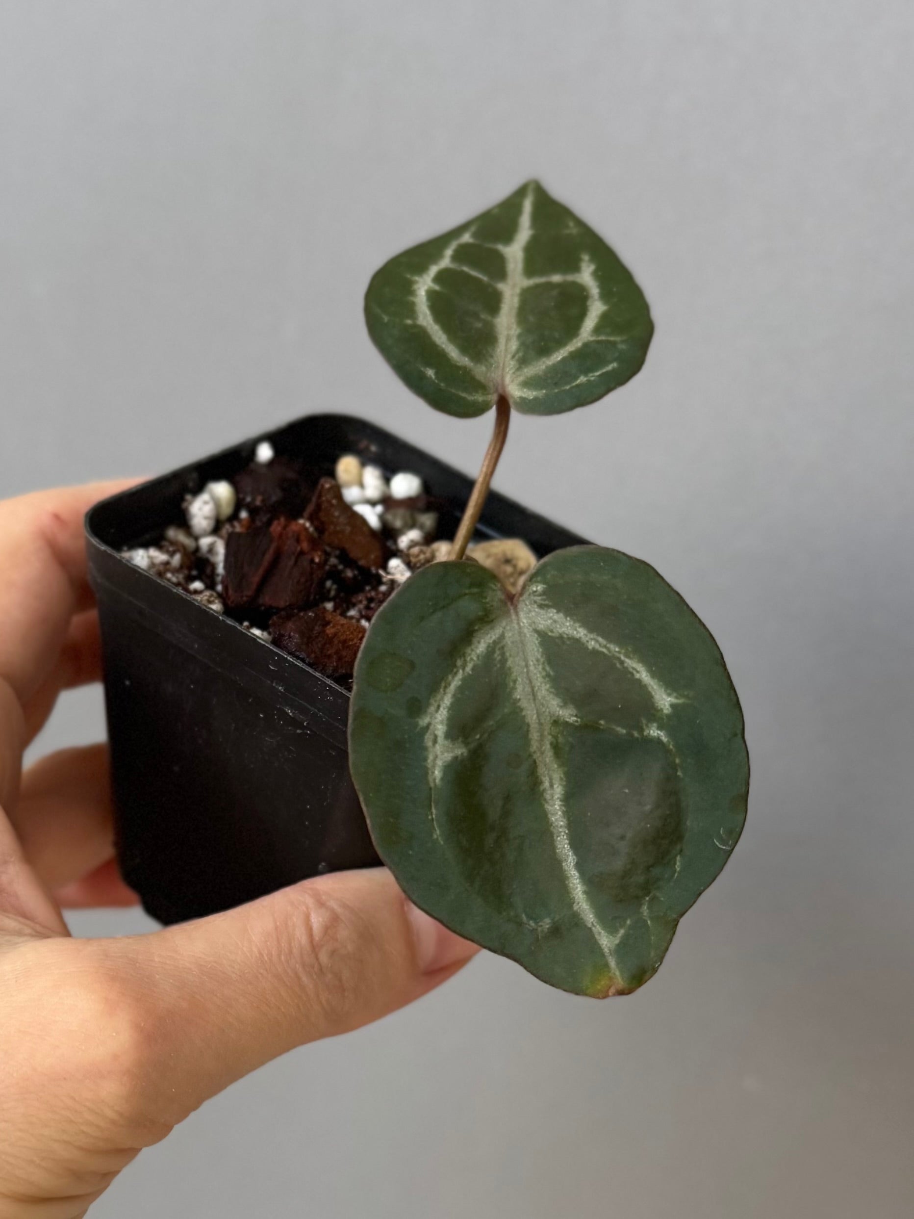 Anthurium Michelle