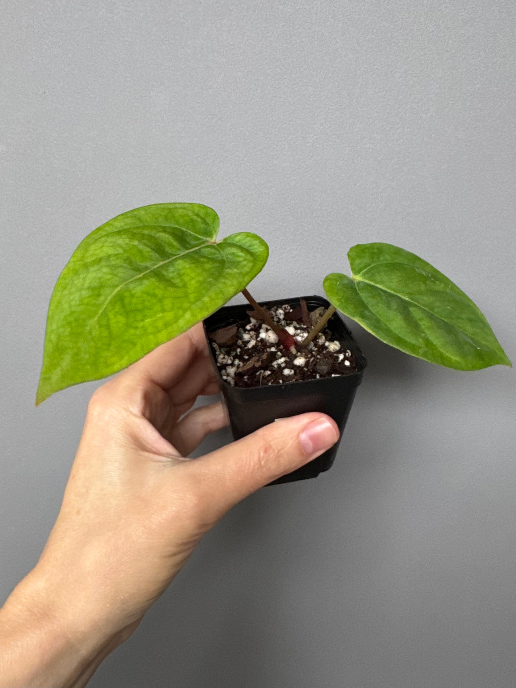 Anthurium NoID x besseae aff. long