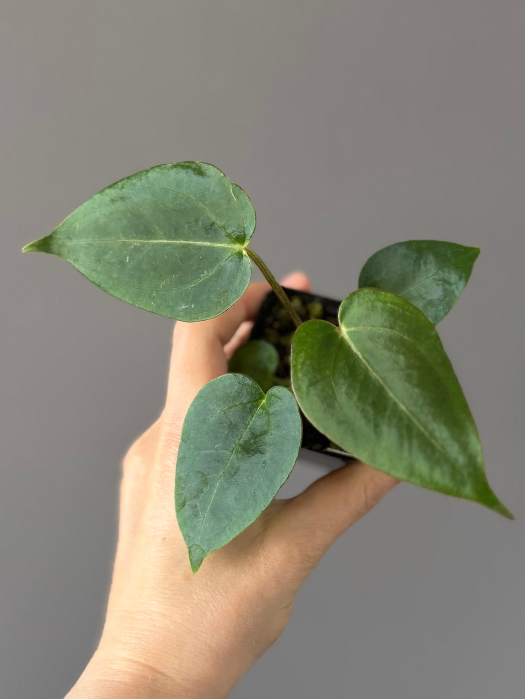 Anthurium (PapillilaminumX x (KOS x Silver Blush)) X (NSE Red Crystallinum x carlablackiae)