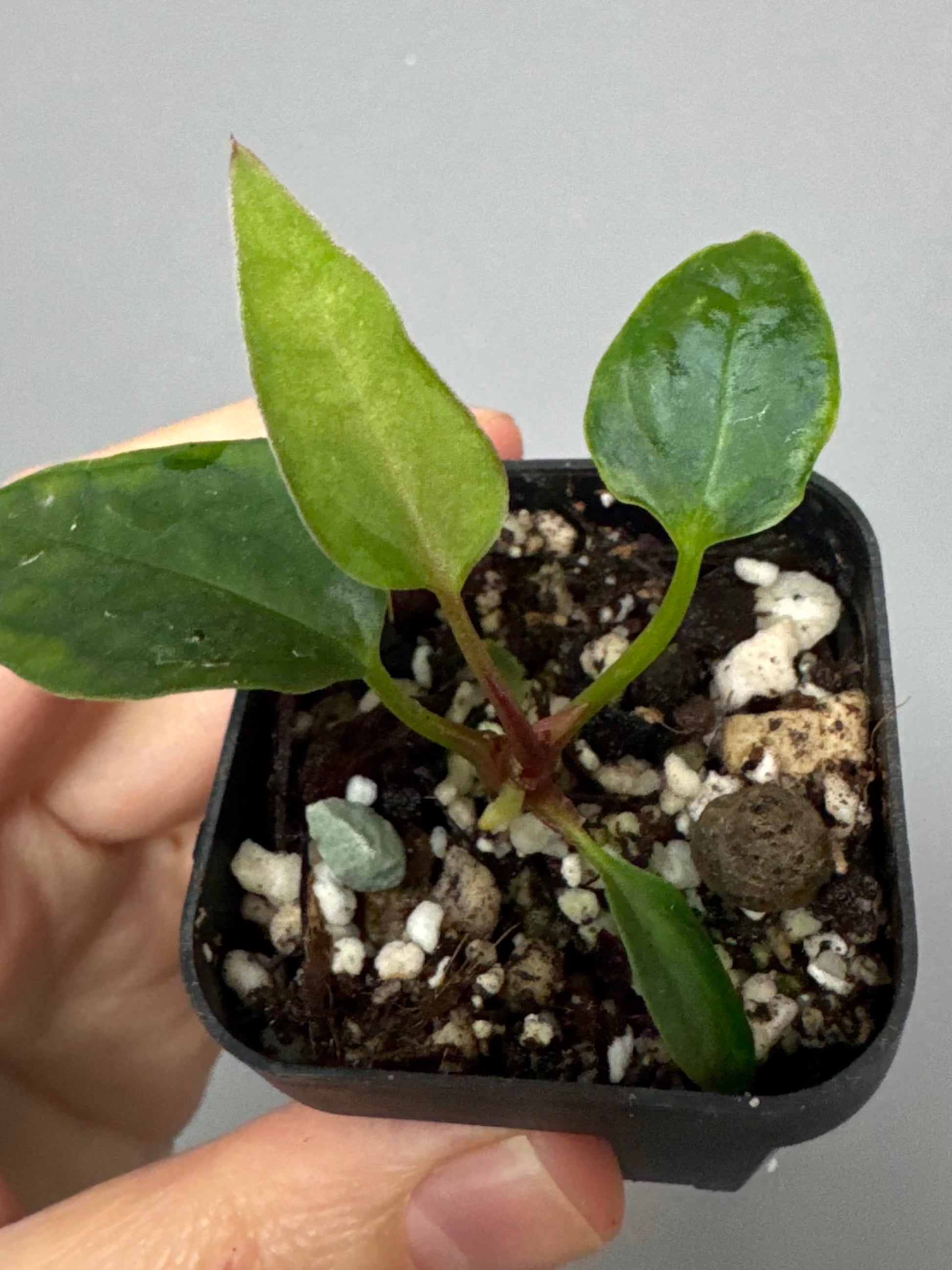 Anthurium ((magnificum x crystallinum) x NoID) X Papillilaminum - Mutation 3