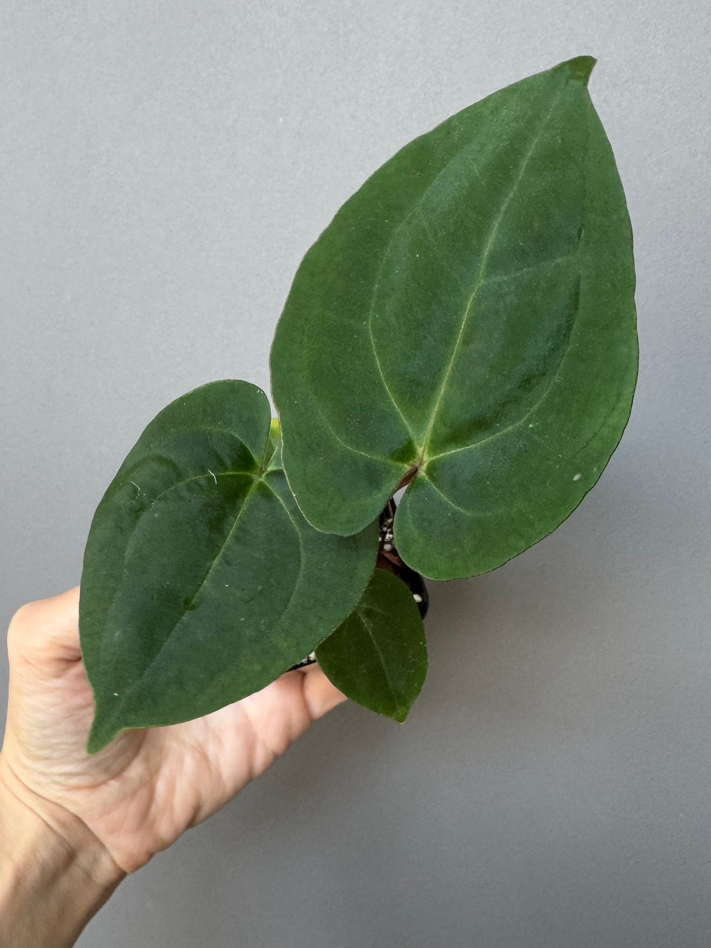 Anthurium Besseae aff. x RVDP