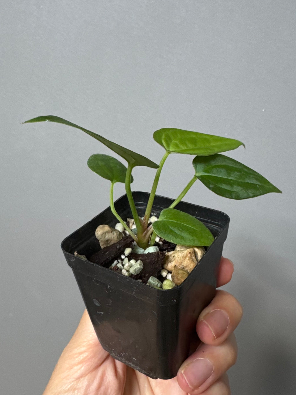 Anthurium BVEP ‘Laila’ x AOS df Tezula