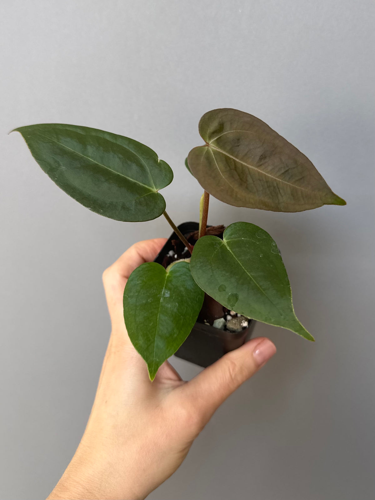 Anthurium (PapillilaminumX x (KOS x Silver Blush)) X (NSE Red Crystallinum x carlablackiae)