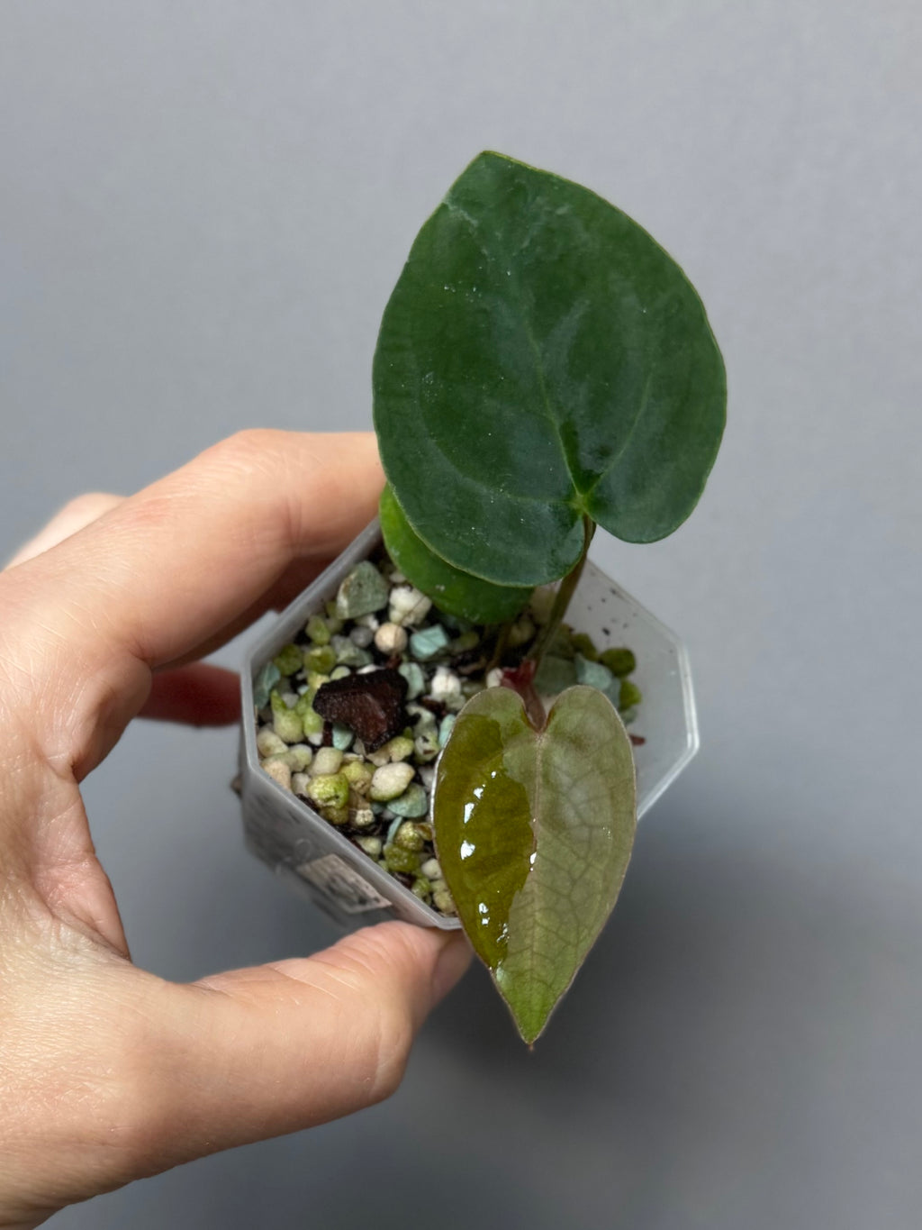 Anthurium AOS df Tezula x Carlablackiae