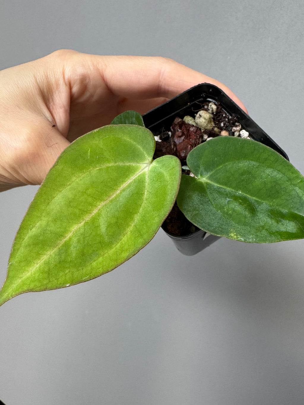 Anthurium ((RG DressleriCarla Amanda) x BVEP)) x Carla 5x10